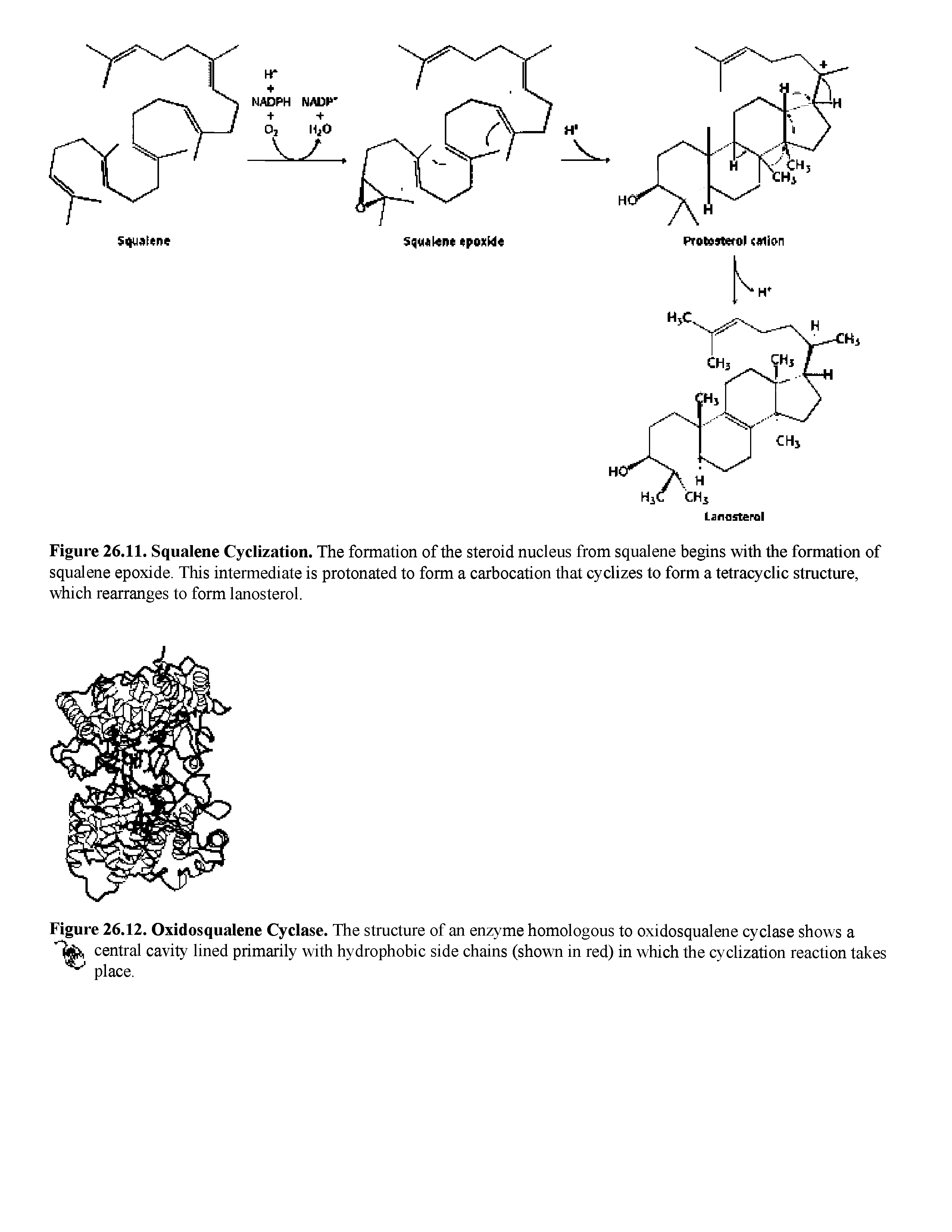 Figure 26.11. Squalene Cyclization. The formation of the steroid nucleus from squalene begins with the formation of squalene epoxide. This intermediate is protonated to form a carbocation that cyclizes to form a tetracyclic structure, which rearranges to form lanosterol.