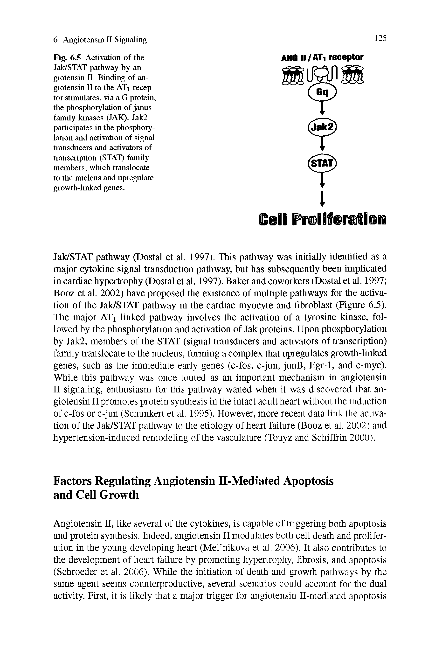 Fig. 6.5 Activation of the Jak/STAT pathway by angiotensin II. Binding of angiotensin II to the ATi receptor stimulates, via a G protein, the phosphorylation of janus family kinases (JAK). Jak2 participates in the phosphorylation and activation of signal transducers and activators of transcription (STAT) family members, which translocate to the nucleus and upregulate growth-linked genes.