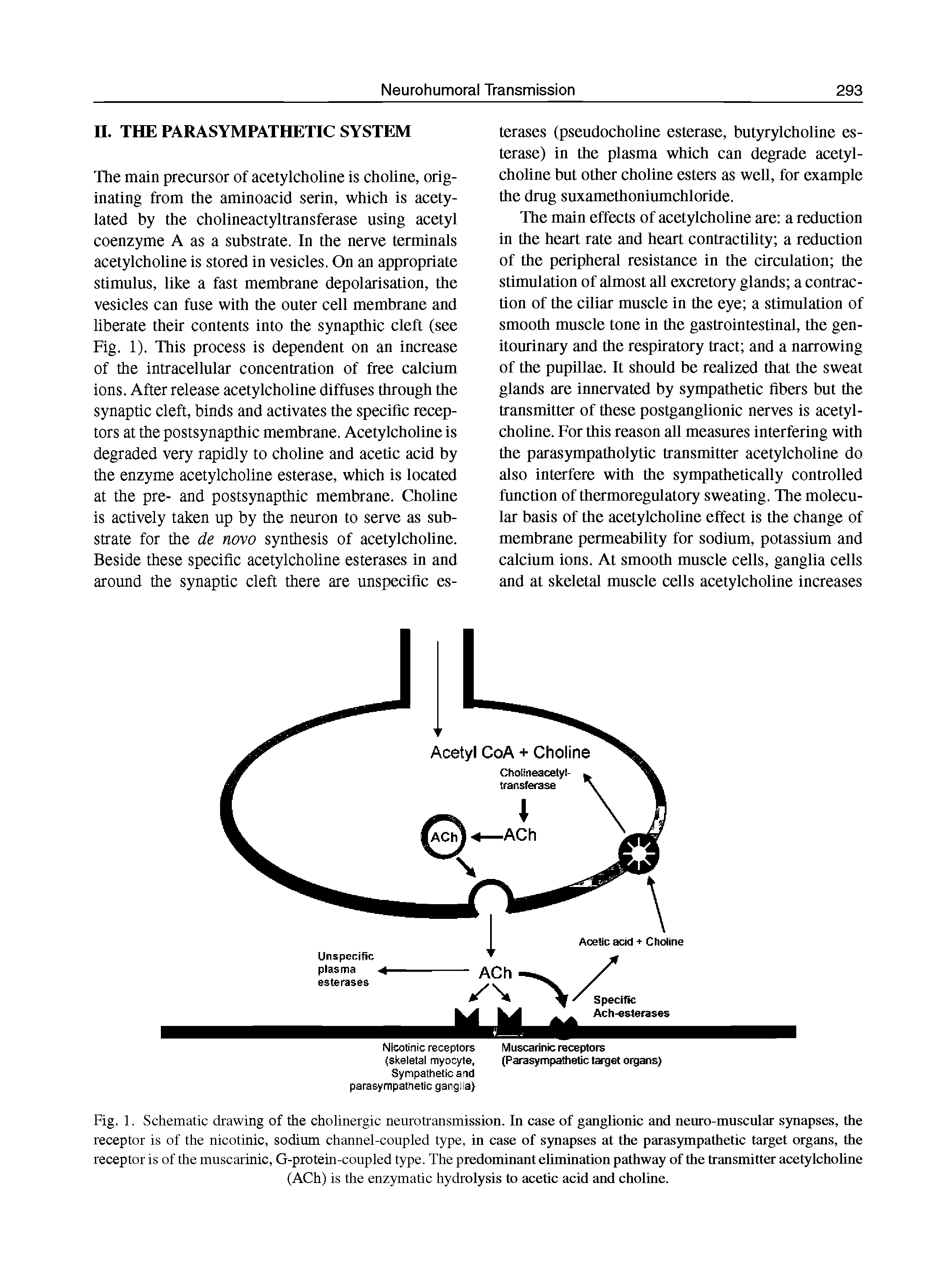 Fig. 1. Schematic drawing of the cholinergic neurotransmission. In case of ganglionic and neuro-muscular synapses, the receptor is of the nicotinic, sodium channel-coupled type, in case of synapses at the parasympathetic target organs, the receptor is of the muscarinic, G-protein-coupled type. The predominant ehinination pathway of the transmitter acetylcholine...