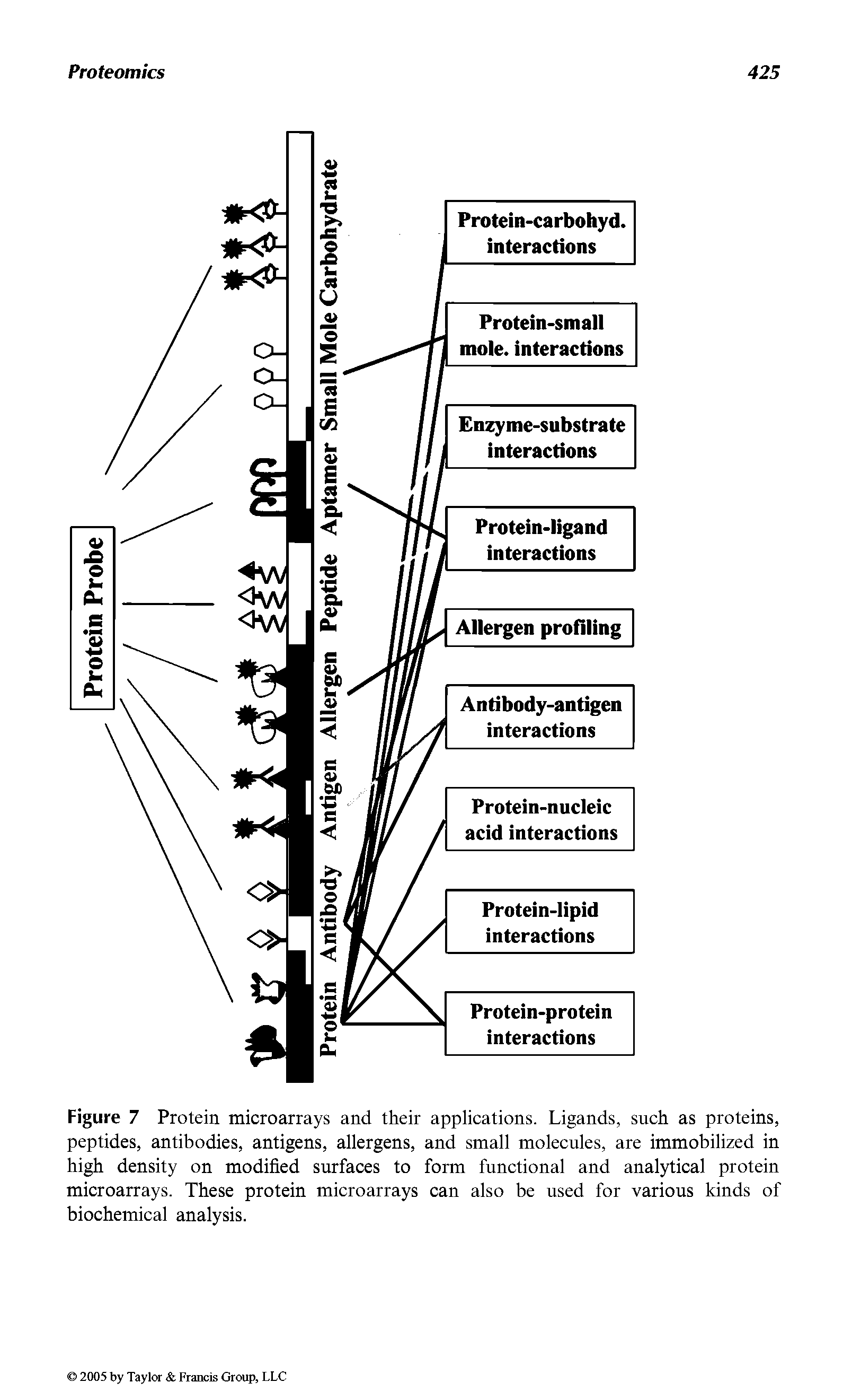 Figure 7 Protein microarrays and their applications. Ligands, such as proteins, peptides, antibodies, antigens, allergens, and small molecules, are immobilized in high density on modified surfaces to form functional and analytical protein microarrays. These protein microarrays can also be used for various kinds of biochemical analysis.