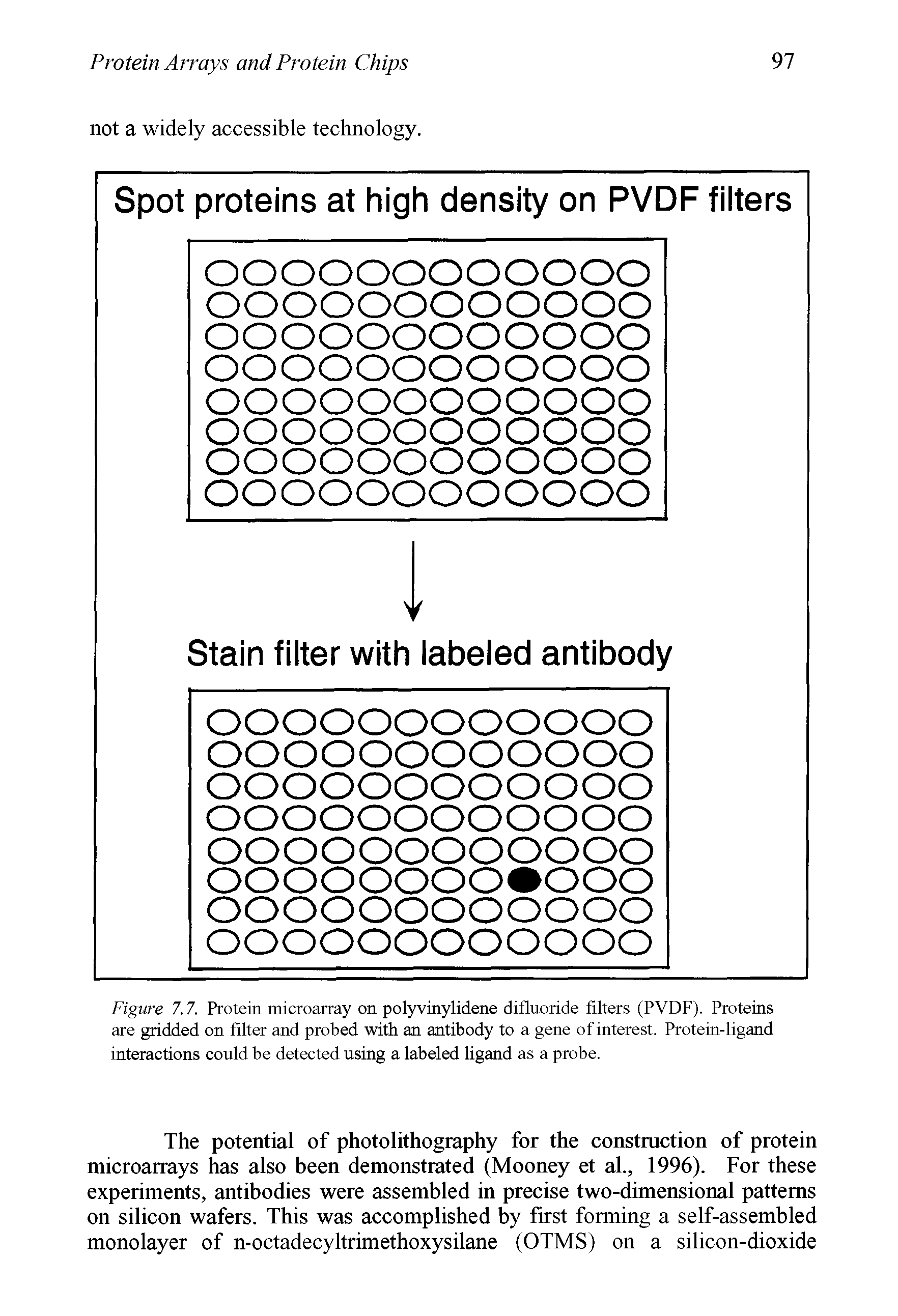 Figure 7.7. Protein microarray on polyvinylidene difluoride filters (PVDF). Proteins are gridded on filter and probed with an antibody to a gene of interest. Protein-ligand interactions could be detected using a labeled ligand as a probe.