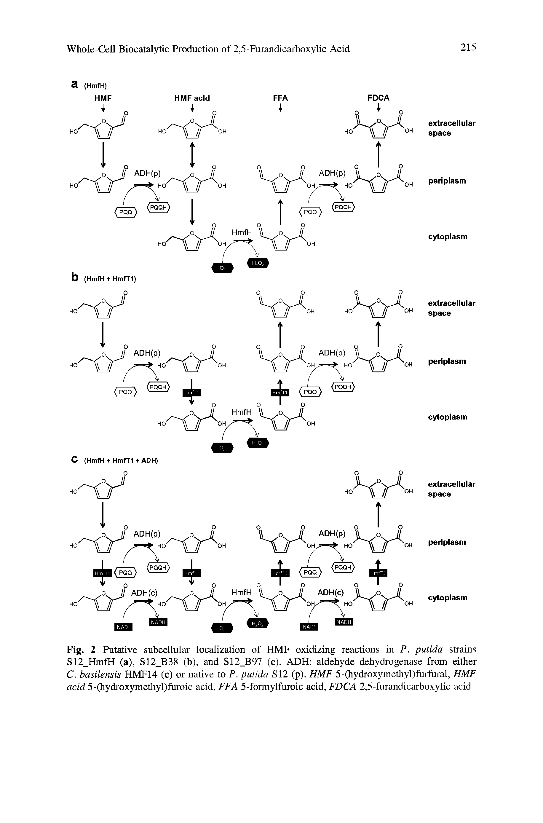 Fig. 2 Putative subcellular localization of HMF oxidizing reactions in P. putida strains S12 HmfH (a), S12 B38 (b), and S12 B97 (c). ADH aldehyde dehydrogenase from either C. basilensis HMF14 (c) or native to P. putida S12 (p). HMF 5-(hydroxymethyl)furfural, HMF acid 5-(hydroxymethyl)furoic acid, FFA 5-formylfuroic acid, FDCA 2,5-furandicarboxylic acid...