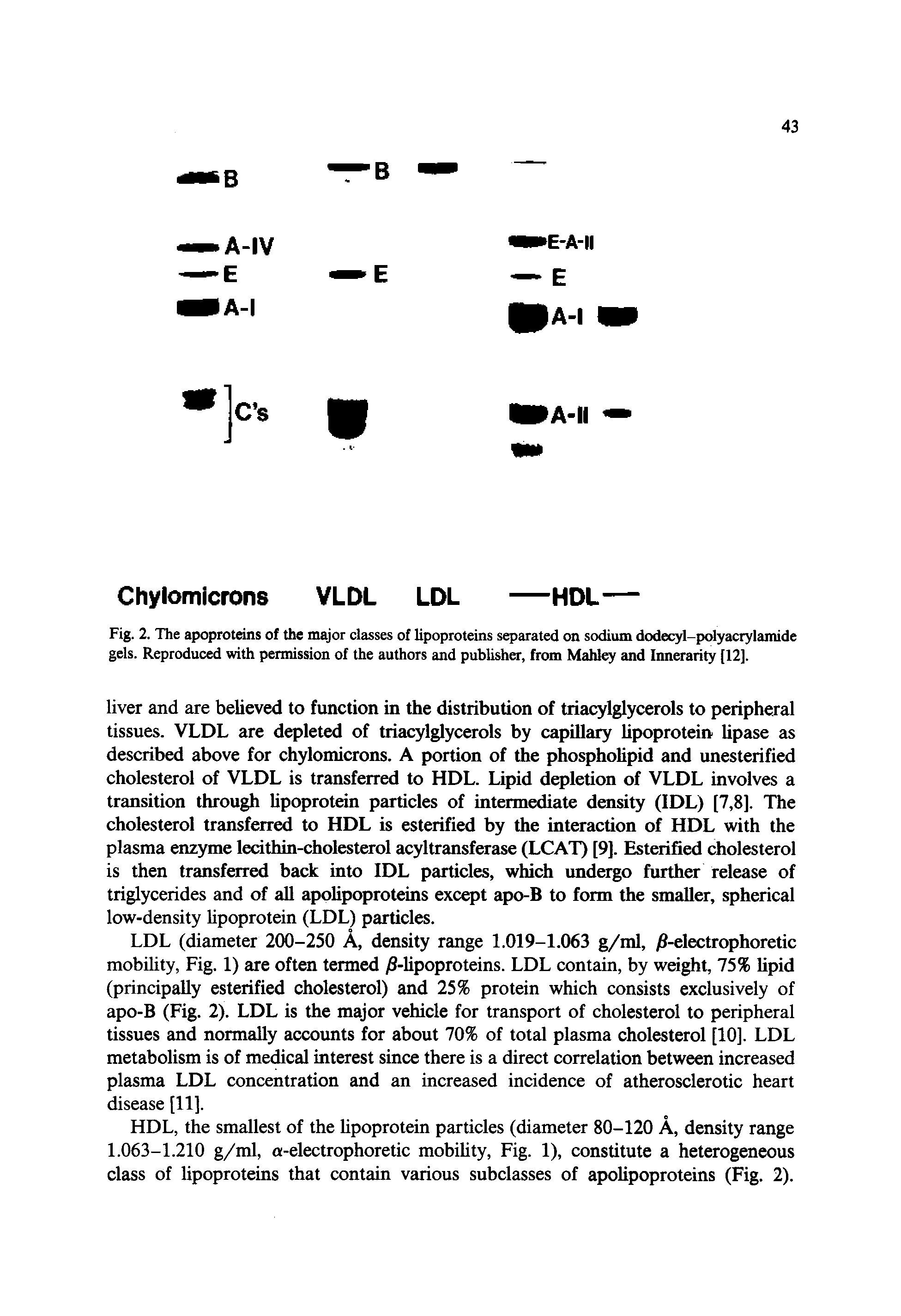 Fig. 2. The apoproteins of the major classes of lipoproteins separated on sodium dodecyl-polyacrylamide gels. Reproduced with permission of the authors and publisher, from Mahley and Innerarity [12].