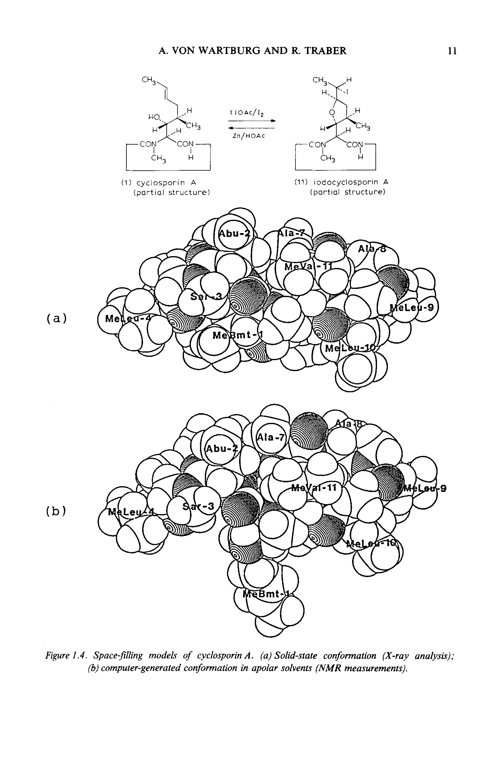 Figure 1.4. Space-filling models of cyclosporin A. (a) Solid-state conformation (X-ray analysis) (b) computer-generated conformation in apolar solvents (NMR measurements).