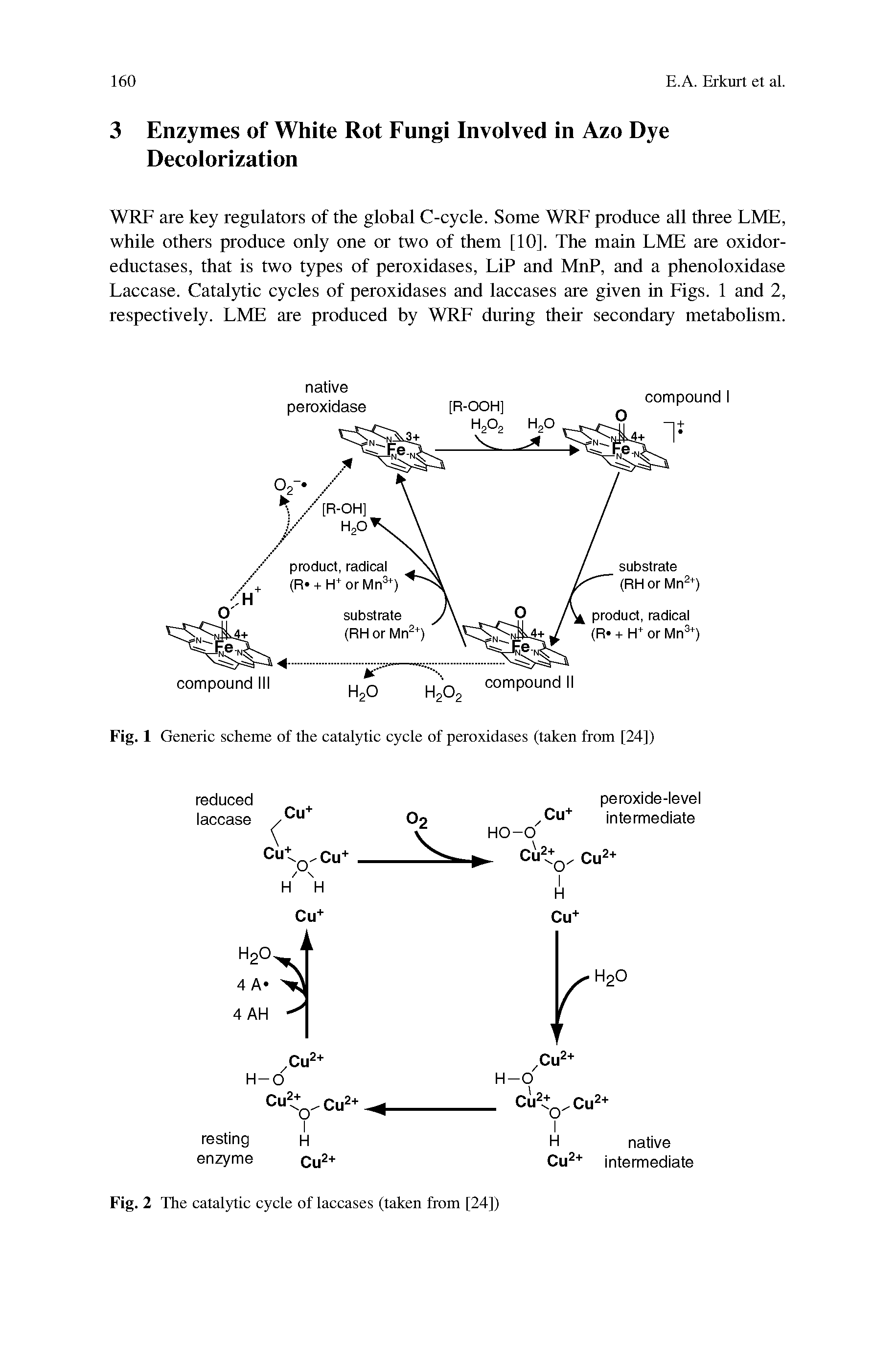 Fig. 1 Generic scheme of the catalytic cycle of peroxidases (taken from [24])...