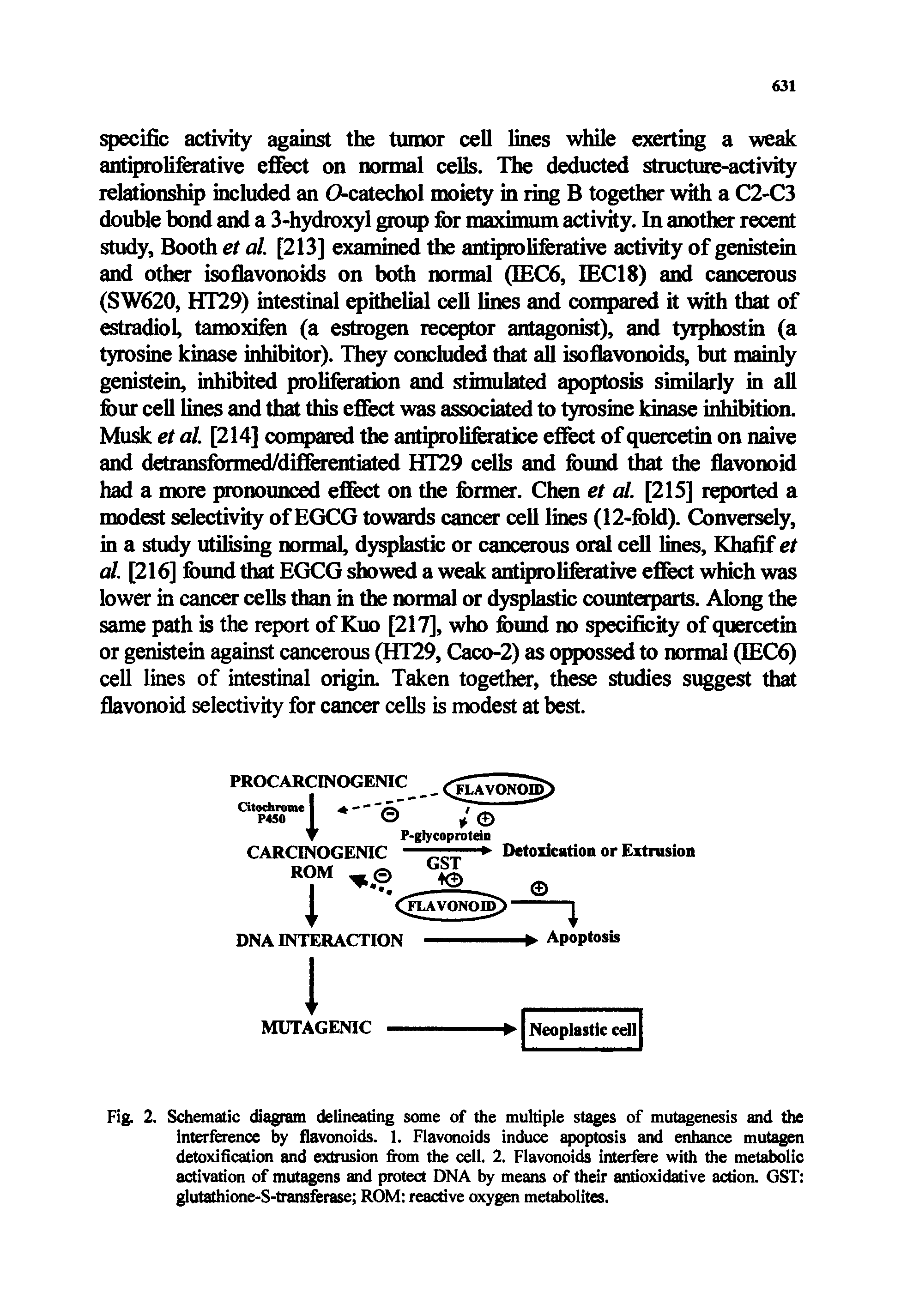 Fig. 2. Schematic diagram delineating some of the multiple stages of mutagenesis and the interference by flavonoids. 1. Flavonoids induce apoptosis and enhance mutagen detoxification and extrusion from the cell. 2. Flavonoids interfere with the metabolic activation of mutagens and protect DNA by means of their antioxidative action. GST glutathione-S-transferase ROM reactive oxygen metabolites.