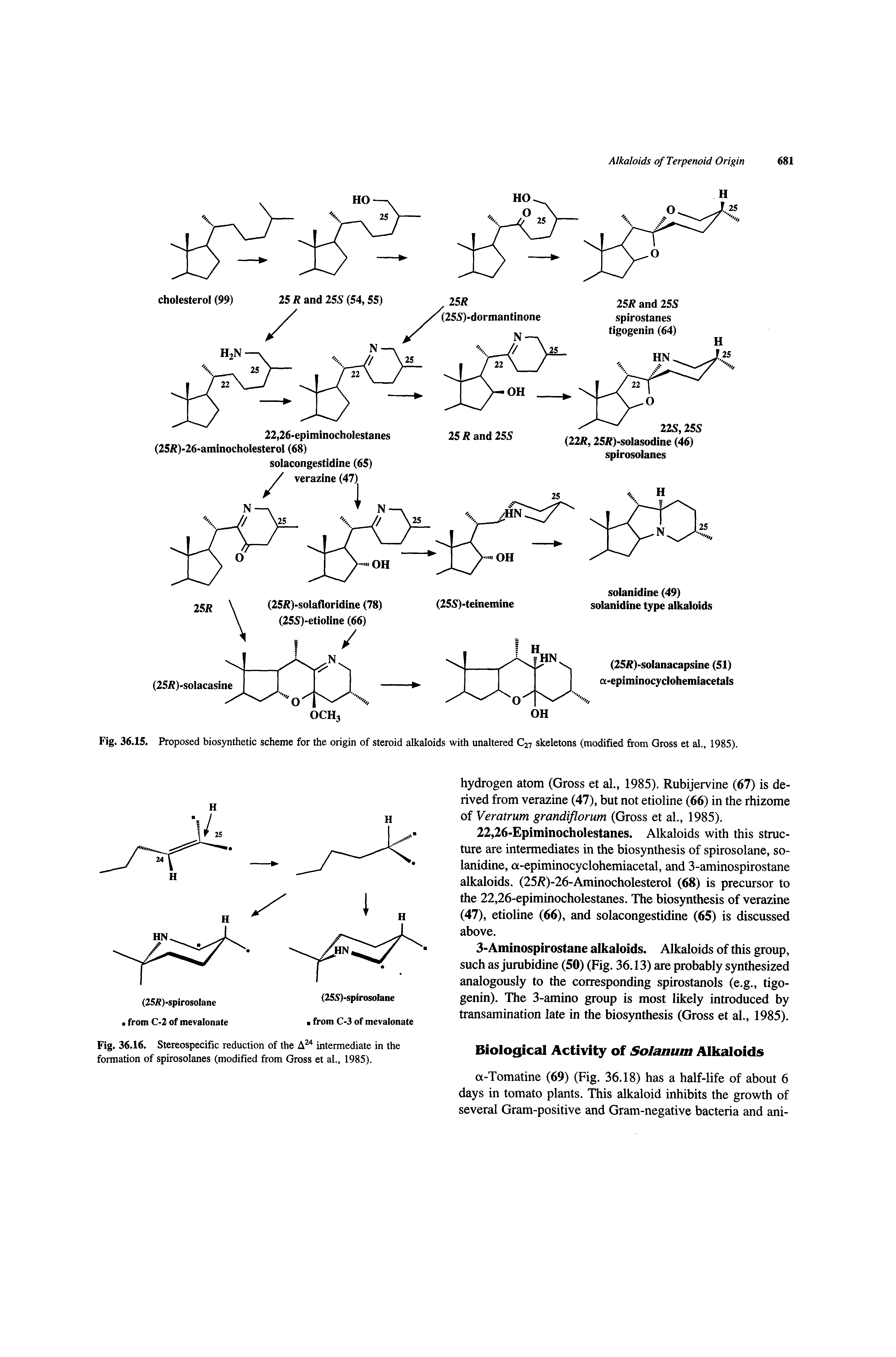 Fig. 36.15. Proposed biosynthetic scheme for the origin of steroid alkaloids with unaltered C27 skeletons (modified from Gross et al., 1985).