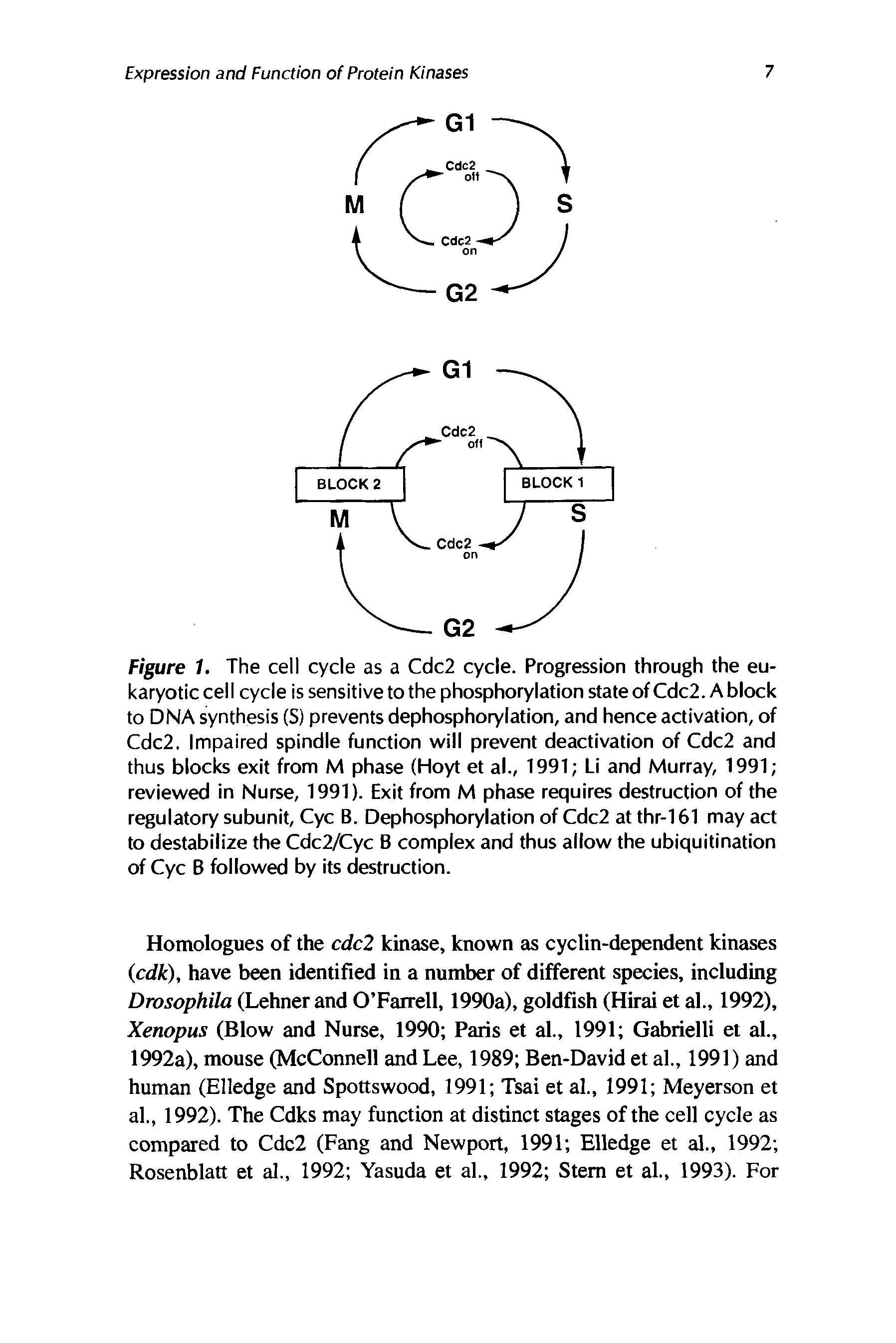 Figure 1. The cell cycle as a Cdc2 cycle. Progression through the eukaryotic cell cycle is sensitive to the phosphorylation state of Cdc2. A block to DNA synthesis (S) prevents dephosphorylation, and hence activation, of Cdc2. Impaired spindle function will prevent deactivation of Cdc2 and thus blocks exit from M phase (Hoyt et al., 1991 Li and Murray, 1991 reviewed in Nurse, 1991). Exit from M phase requires destruction of the regulatory subunit, Cyc B. Dephosphorylation of Cdc2 at thr-161 may act to destabilize the Cdc2/Cyc B complex and thus allow the ubiquitination of Cyc B followed by its destruction.