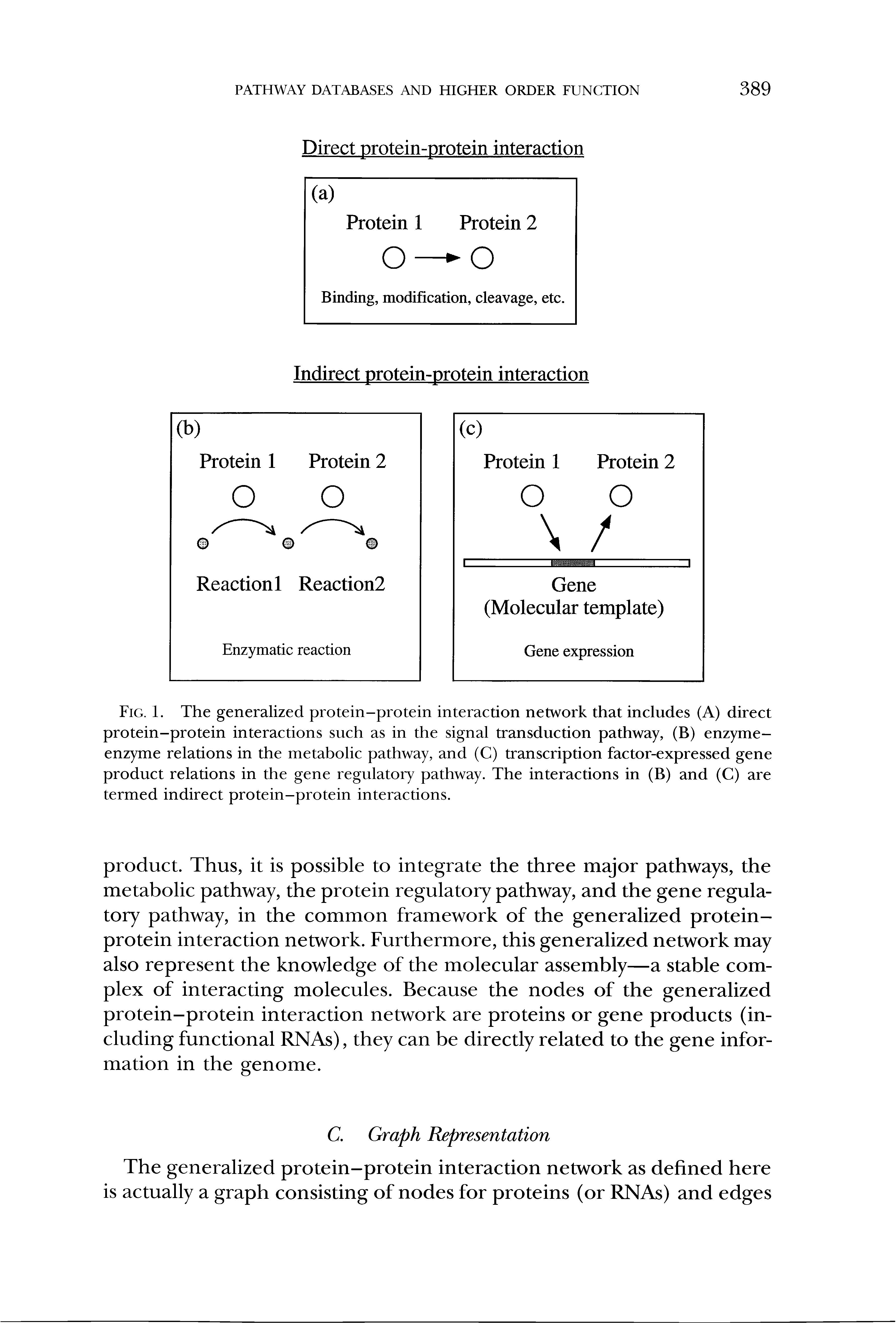 Fig. 1. The generalized protein-protein interaction network that includes (A) direct protein-protein interactions such as in the signal transduction pathway, (B) enzyme-enzyme relations in the metabolic pathway, and (C) transcription factor-expressed gene product relations in the gene regulatory pathway. The interactions in (B) and (C) are termed indirect protein-protein interactions.