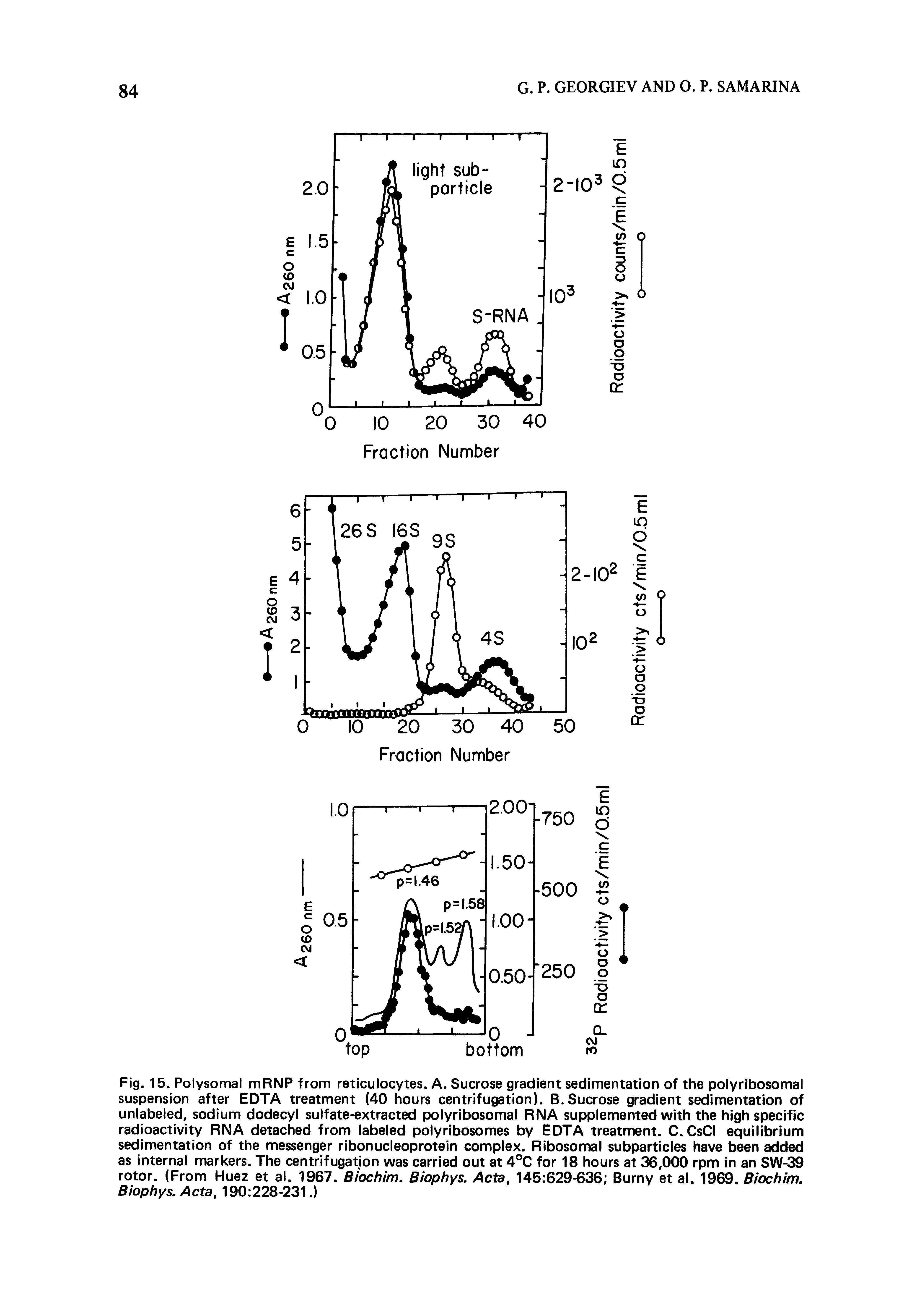 Fig. 15. Polysomal mRNP from reticulocytes. A. Sucrose gradient sedimentation of the polyribosomal suspension after EDTA treatment (40 hours centrifugation). B.Sucrose gradient sedimentation of unlabeled, sodium dodecyl sulfate-extracted polyribosomal RNA supplemented with the high specific radioactivity RNA detached from labeled polyribosomes by EDTA treatment. C. CsCi equilibrium sedimentation of the messenger ribonucleoprotein complex. Ribosomal subparticles have been added as Internal markers. The centrifugation was carried out at 4°C for 18 hours at 36,000 rpm in an SW-39 rotor. (From Huez et al. 1967. Biochim. Biophys. Acta, 145 629-636 Burny et al. 1969. Biochim, Biophys. Acta, 190 228-231.)...