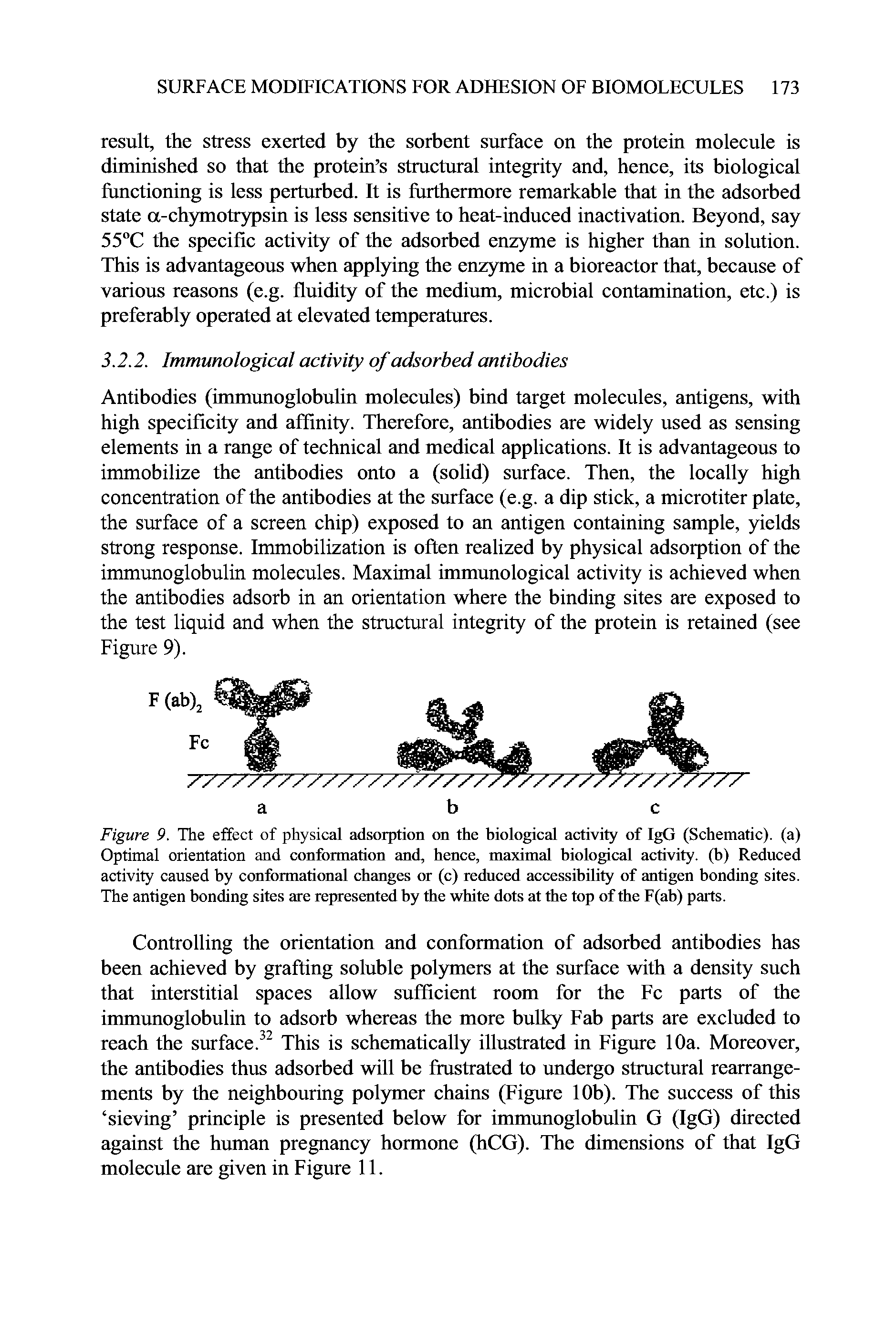 Figure 9. The effect of physical adsorption on the biological activity of IgG (Schematic), (a) Optimal orientation and conformation and, hence, maximal biological activity, (b) Reduced activity caused by conformational changes or (c) reduced accessibility of antigen bonding sites. The antigen bonding sites are represented by the white dots at the top of the F(ab) parts.