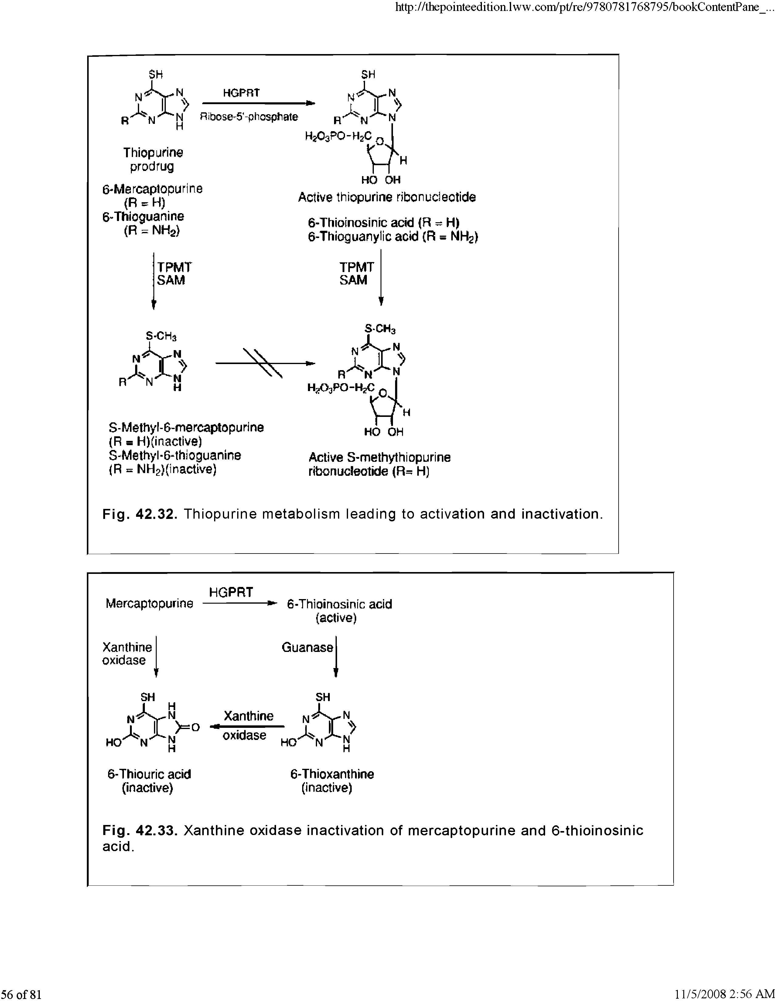 Fig. 42.33. Xanthine oxidase inactivation of mercaptopurine and 6-thioinosinic acid.