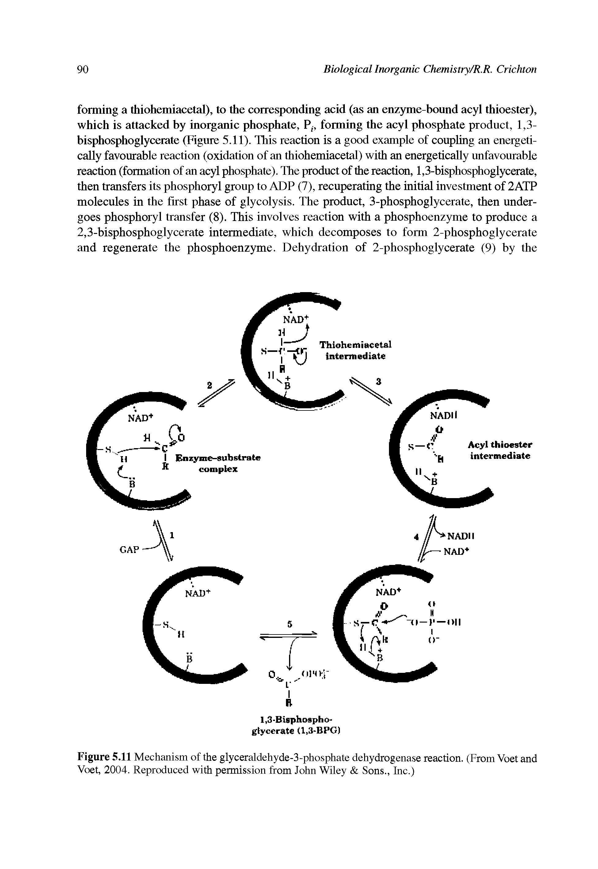 Figure 5.11 Mechanism of the glyceraldehyde-3 -phosphate dehydrogenase reaction. (From Voet and Voet, 2004. Reproduced with permission from John Wiley Sons., Inc.)...