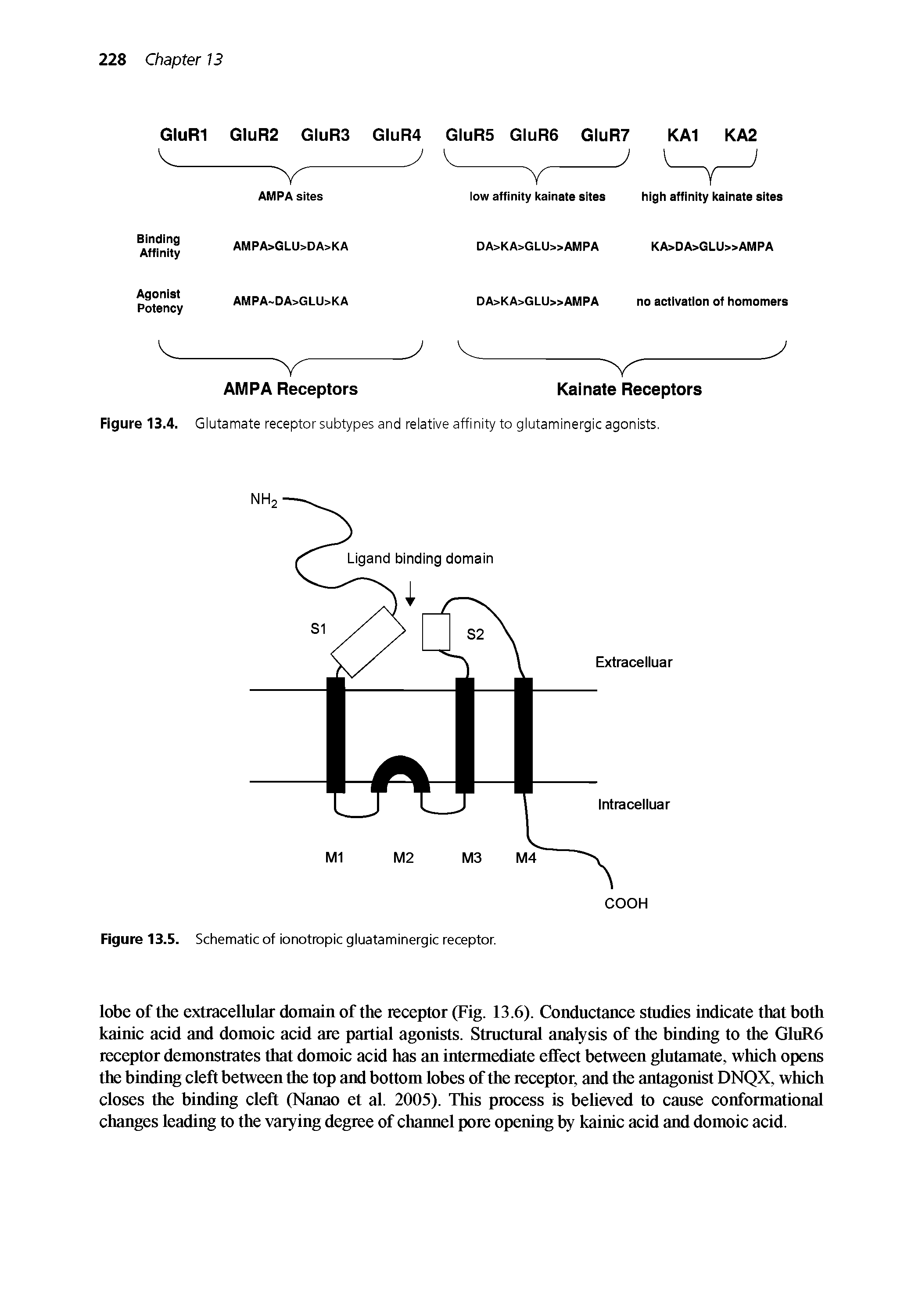 Figure 13.4. Glutamate receptor subtypes and relative affinity to glutaminergic agonists.