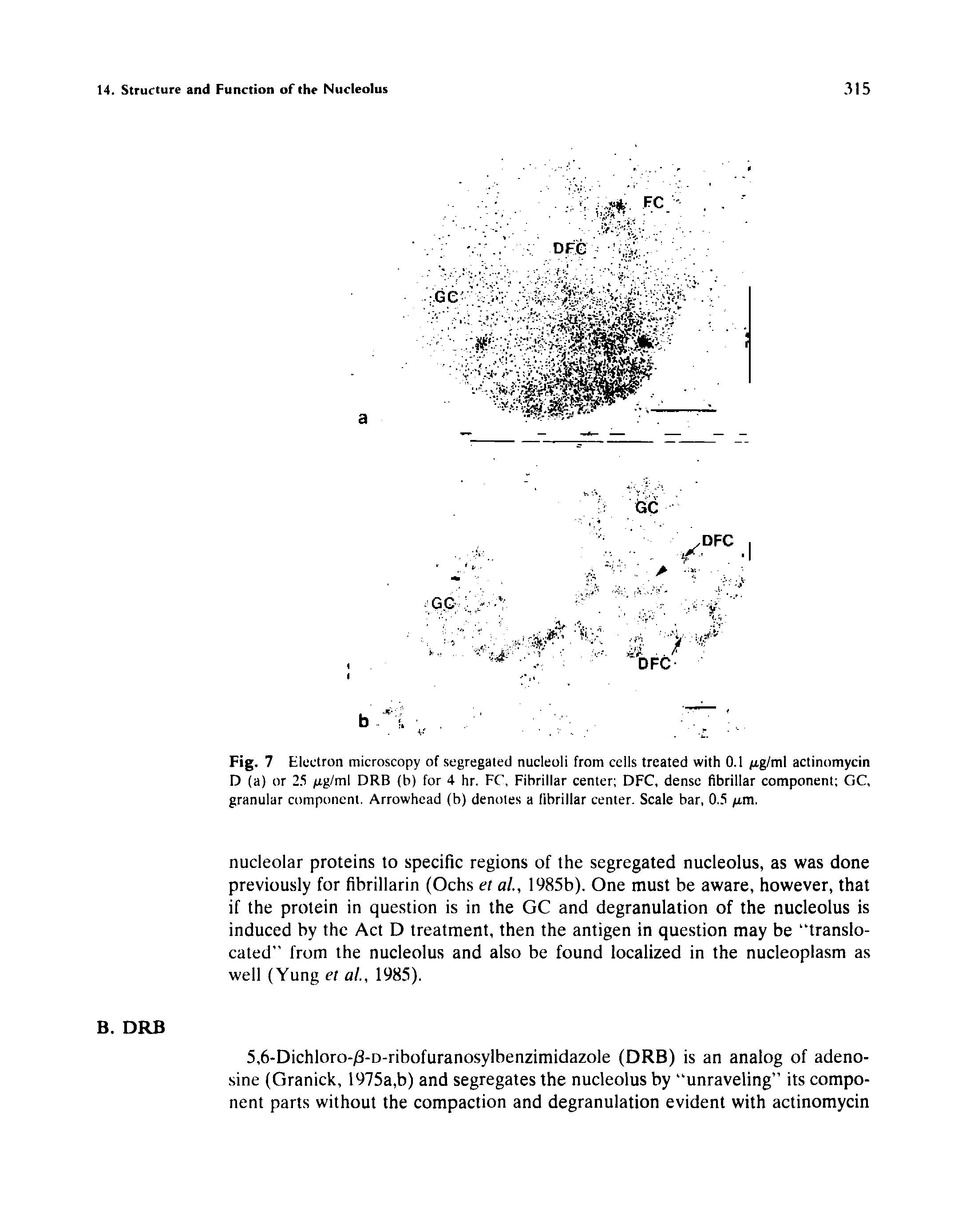 Fig. 7 Electron microscopy of segregated nucleoli from cells treated with 0.1 jug/ml actinomycin D (a) or 25 /ig/ml DRB (b) for 4 hr. FC, Fibrillar center DFC, dense fibrillar component GC, granular component. Arrowhead (b) denotes a (ibrillar center. Scale bar, 0.5 tm.