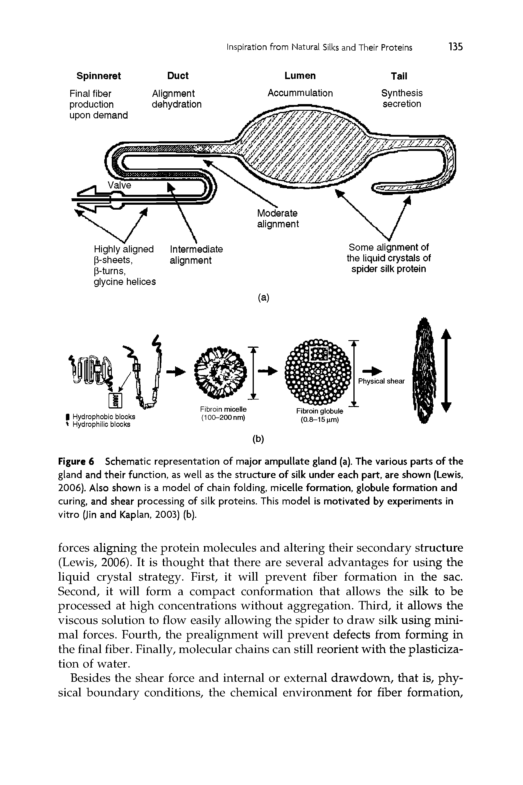 Figure 6 Schematic representation of major ampullate gland (a). The various parts of the gland and their function, as well as the structure of silk under each part, are shown (Lewis, 2006). Also shown is a model of chain folding, micelle formation, globule formation and curing, and shear processing of silk proteins. This model is motivated by experiments in vitro (Jin and Kaplan, 2003) (b).
