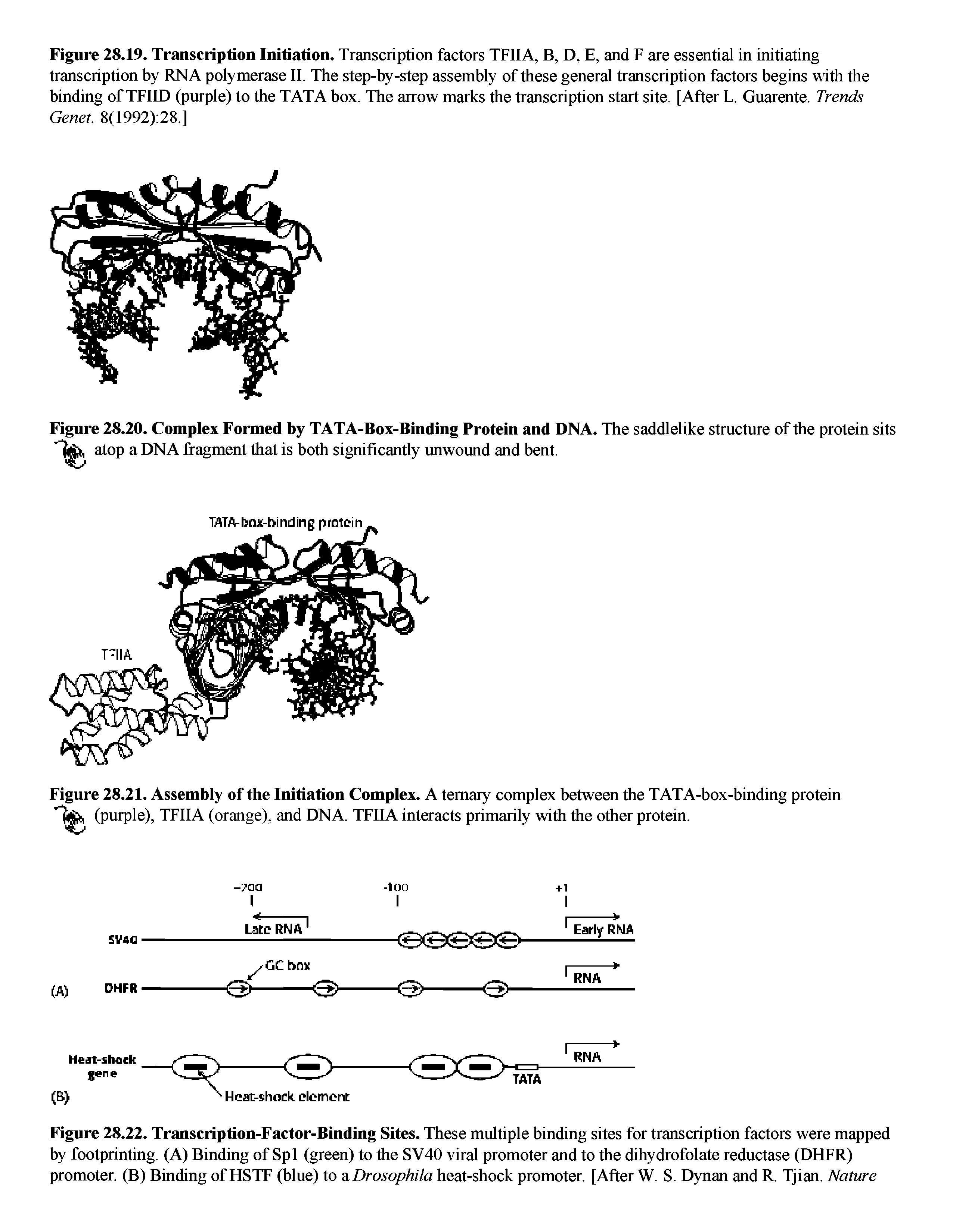 Figure 28.20. Complex Formed by TATA-Box-Binding Protein and DNA. The saddlelike structure of the protein sits atop a DNA fragment that is both significantly unwound and bent.