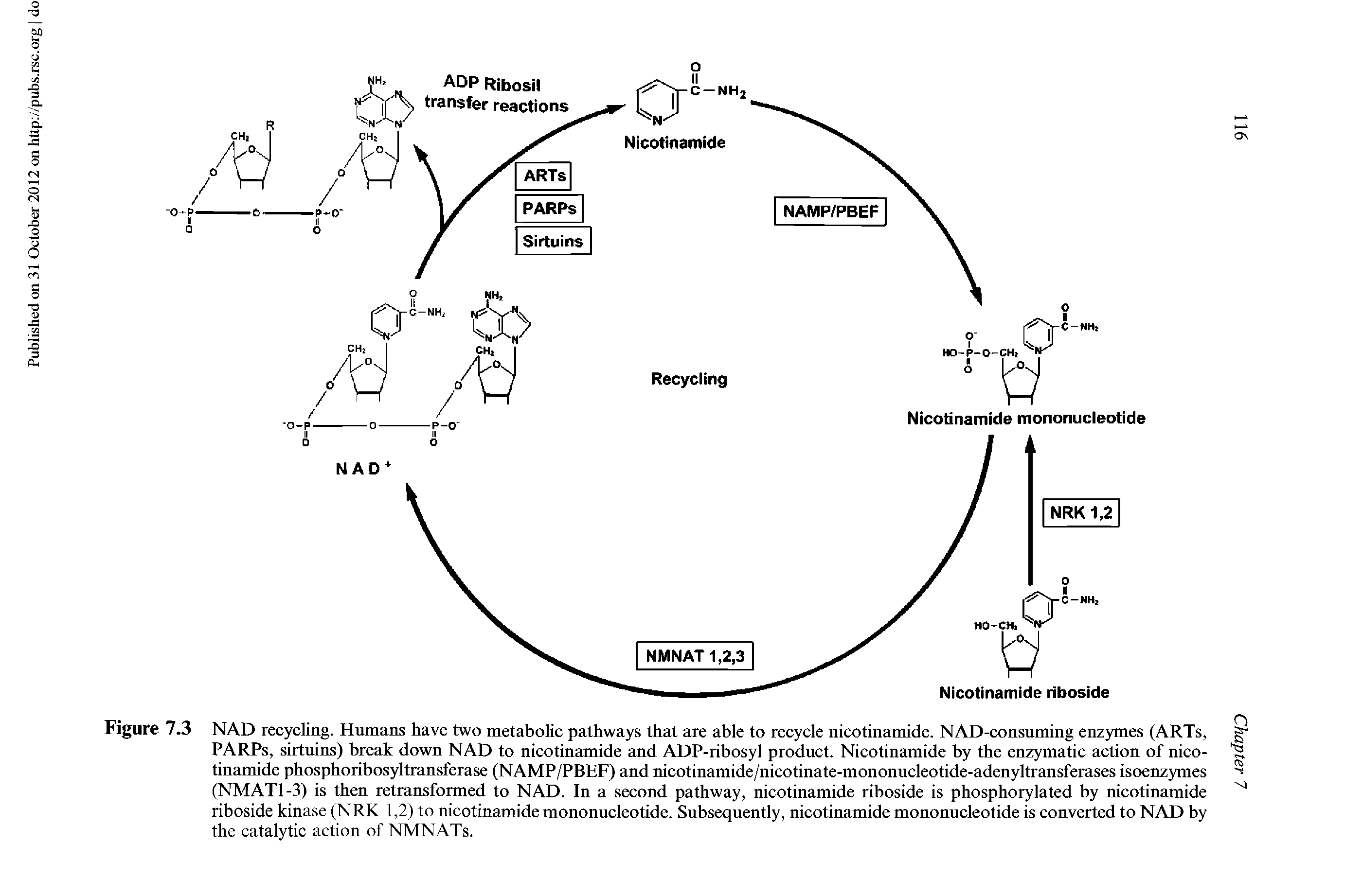 Figure 7.3 NAD recycling. Humans have two metabolic pathways that are able to recycle nicotinamide. NAD-consuming enzymes (ARTs, PARPs, sirtuins) break down NAD to nicotinamide and ADP-ribosyl product. Nicotinamide by the enzymatic action of nicotinamide phosphoribosyltransferase (NAMP/PBEF) and nicotinamide/nicotinate-mononucleotide-adenyltransferases isoenzymes (NMATl-3) is then retransformed to NAD. In a second pathway, nicotinamide riboside is phosphorylated by nicotinamide riboside kinase (NRK 1,2) to nicotinamide mononucleotide. Subsequently, nicotinamide mononucleotide is converted to NAD by the catalytic action of NMNATs.