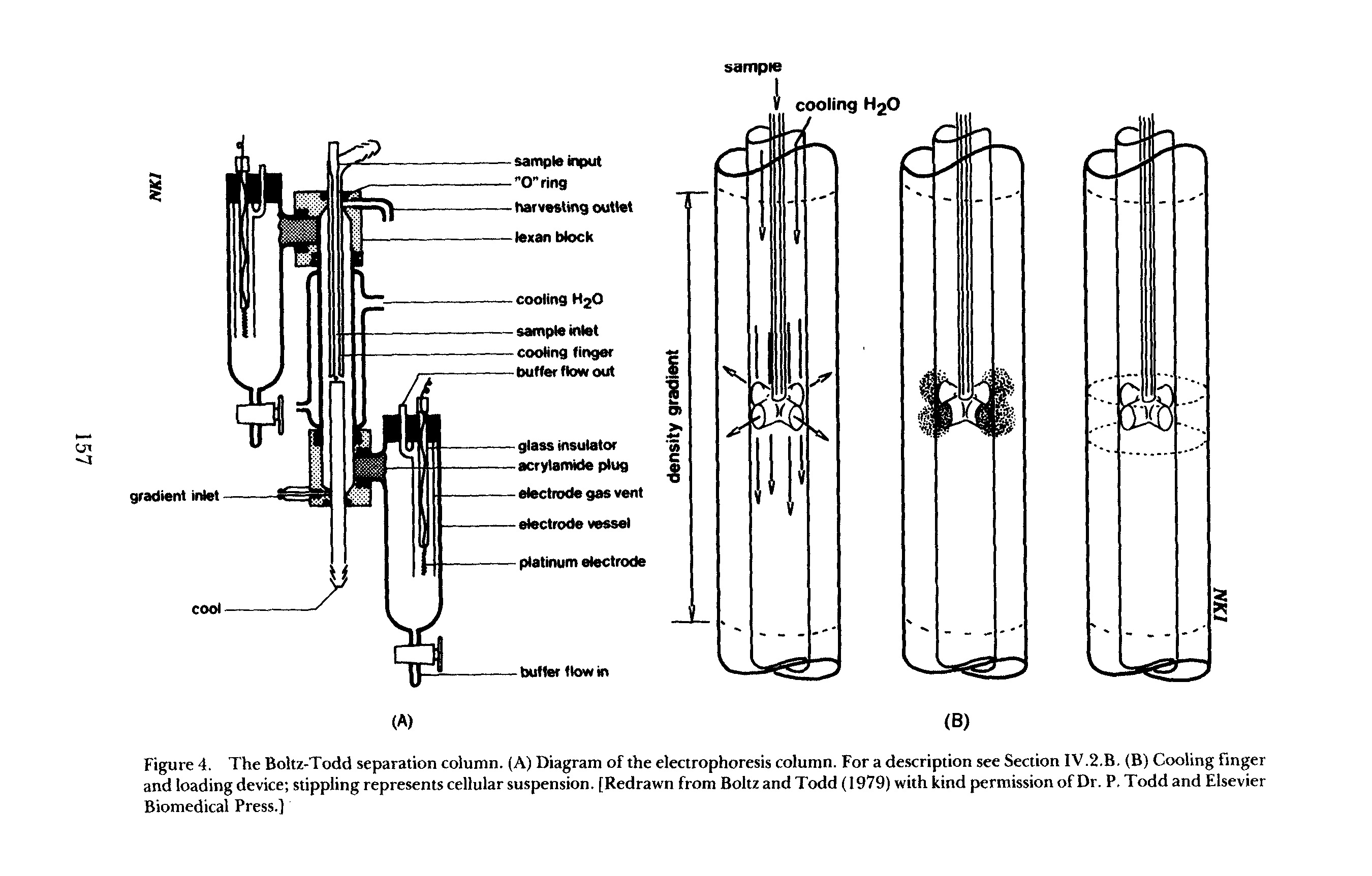 Figure 4. The Boltz-Todd separation column. (A) Diagram of the electrophoresis column. For a description see Section IV.2.B. (B) Cooling finger and loading device stippling represents cellular suspension. [Redrawn from Boltz and Todd (1979) with kind permission of Dr. P. Todd and Elsevier Biomedical Press.]...