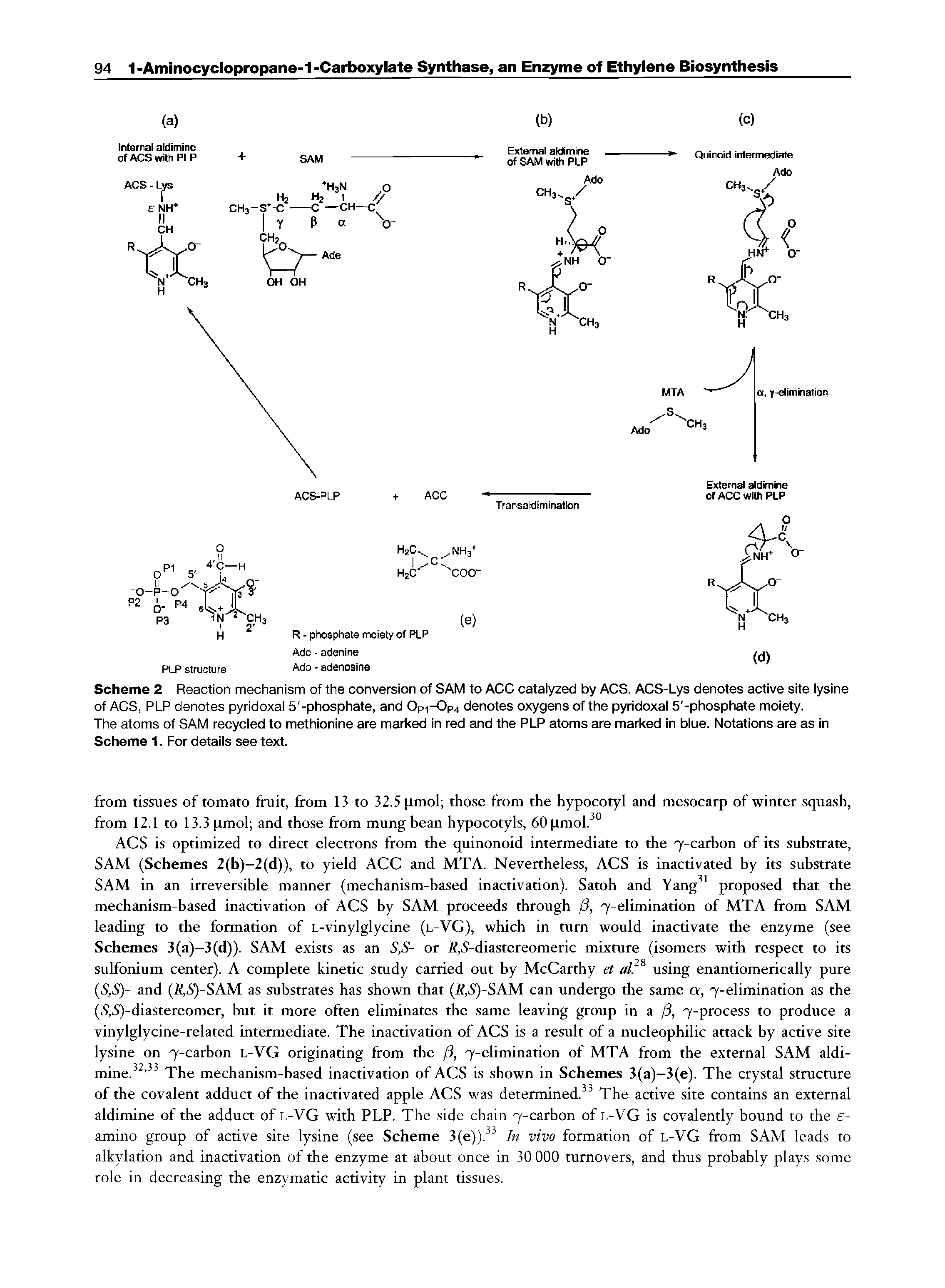 Scheme 2 Reaction mechanism of the conversion of SAM to ACC catalyzed by ACS. ACS-Lys denotes active site lysine of ACS, PLP denotes pyridoxai 5 -phosphate, and Opi-Op4 denotes oxygens of the pyridoxal 5 -phosphate moiety.