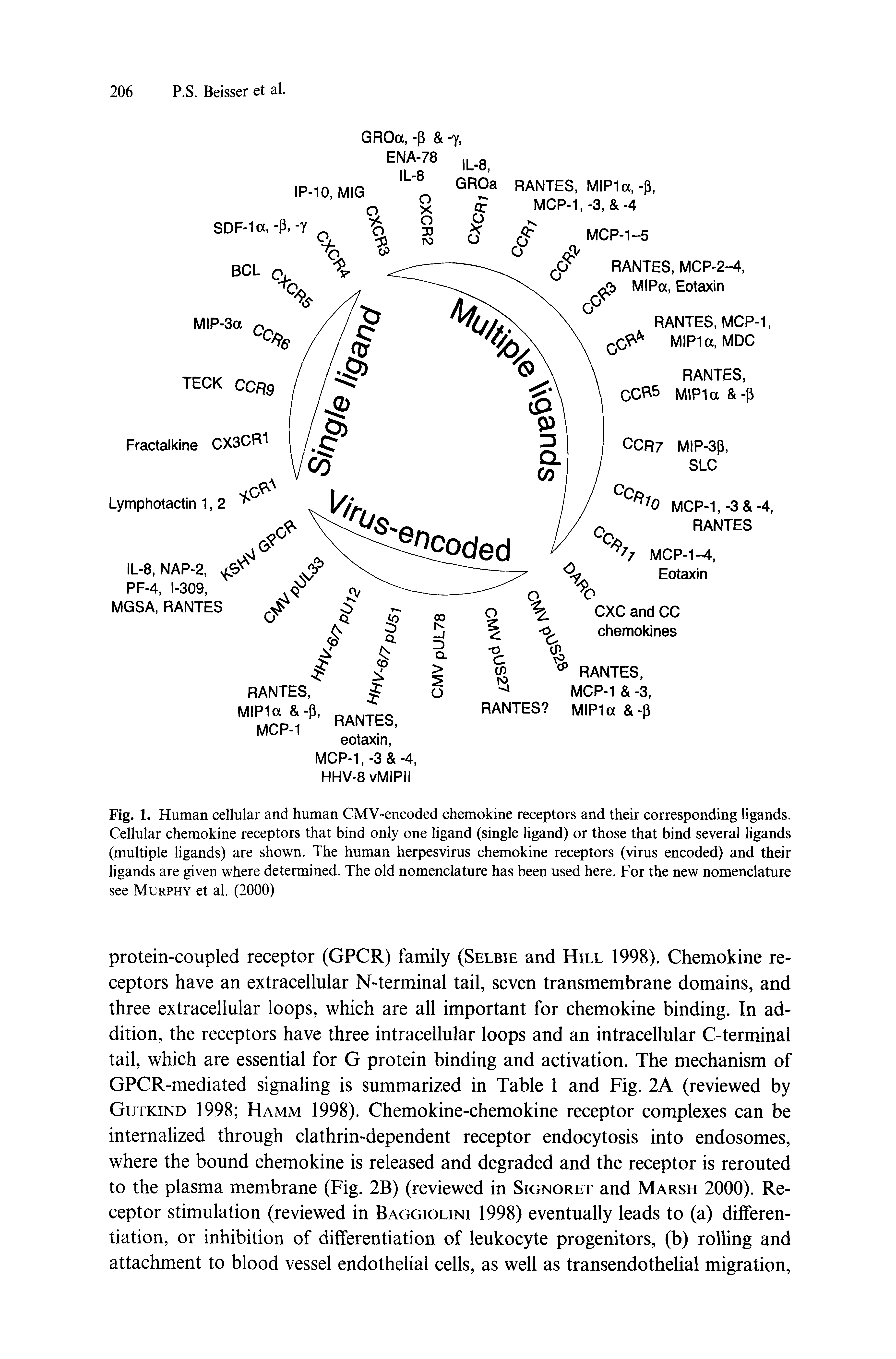 Fig. 1. Human cellular and human CMV-encoded chemokine receptors and their corresponding ligands. Cellular chemokine receptors that bind only one ligand (single ligand) or those that bind several ligands (multiple ligands) are shown. The human herpesvirus chemokine receptors (virus encoded) and their ligands are given where determined. The old nomenclature has been used here. For the new nomenclature see Murphy et al. (2000)...