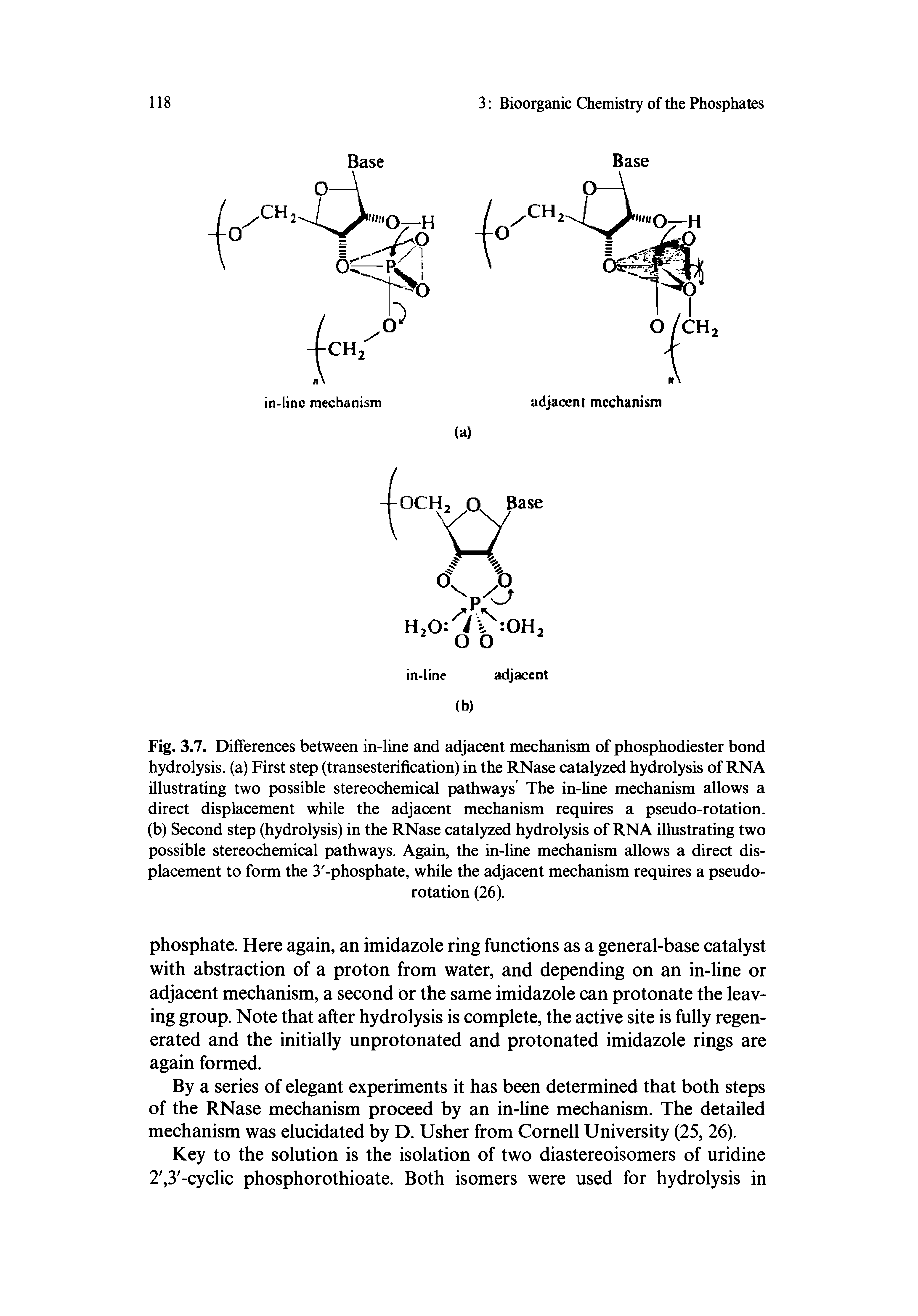Fig. 3.7. Differences between in-line and adjacent mechanism of phosphodiester bond hydrolysis, (a) First step (transesterification) in the RNase catalyzed hydrolysis of RNA illustrating two possible stereochemical pathways The in-line mechanism allows a direct displacement while the adjacent mechanism requires a pseudo-rotation, (b) Second step (hydrolysis) in the RNase catalyzed hydrolysis of RNA illustrating two possible stereochemical pathways. Again, the in-line mechanism allows a direct displacement to form the 3 -phosphate, while the adjacent mechanism requires a pseudorotation (26).