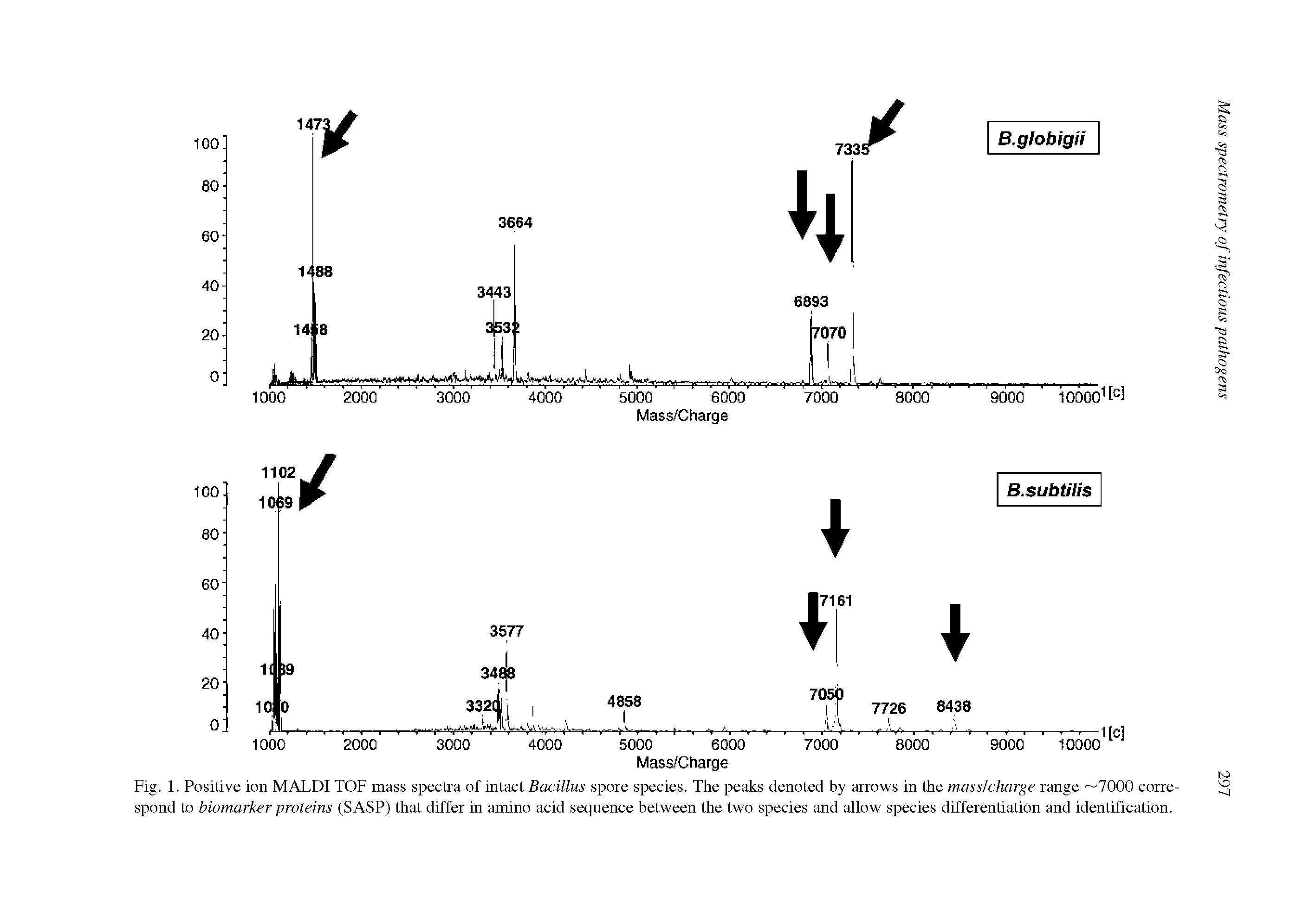 Fig. 1. Positive ion MALDI TOF mass spectra of intact Bacillus spore species. The peaks denoted by arrows in the mass/charge range 7000 correspond to biomarker proteins (SASP) that differ in amino acid sequence between the two species and allow species differentiation and identification.
