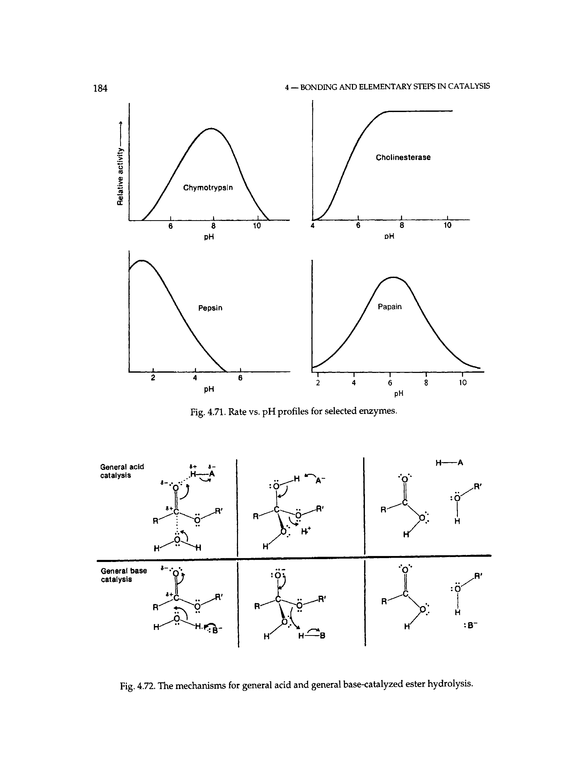 Fig. 4.72. The mechanisms for general acid and general base-catalyzed ester hydrolysis.