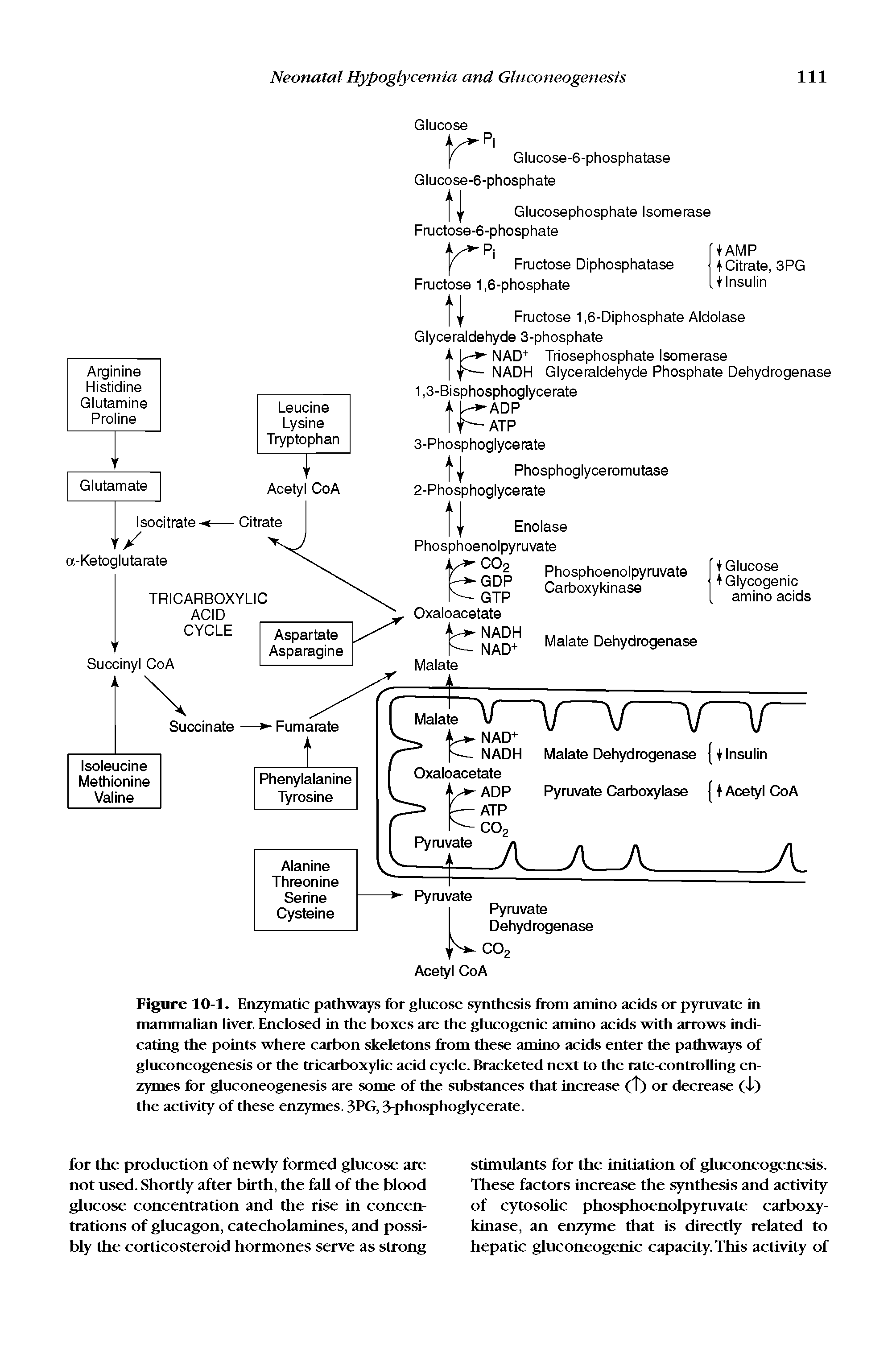Figure 10-1. Enzymatic pathways for glucose synthesis from amino acids or pyruvate in mammalian Ever. Enclosed in the boxes are the glucogenic amino acids with arrows indicating the points where carbon skeletons from these amino acids enter the pathways of gluconeogenesis or the tricarboxylic acid cycle. Bracketed next to the rate-controlling enzymes for gluconeogenesis are some of the substances that increase (T) or decrease (1) the activity of these enzymes. 3PG, 3-phosphoglycerate.