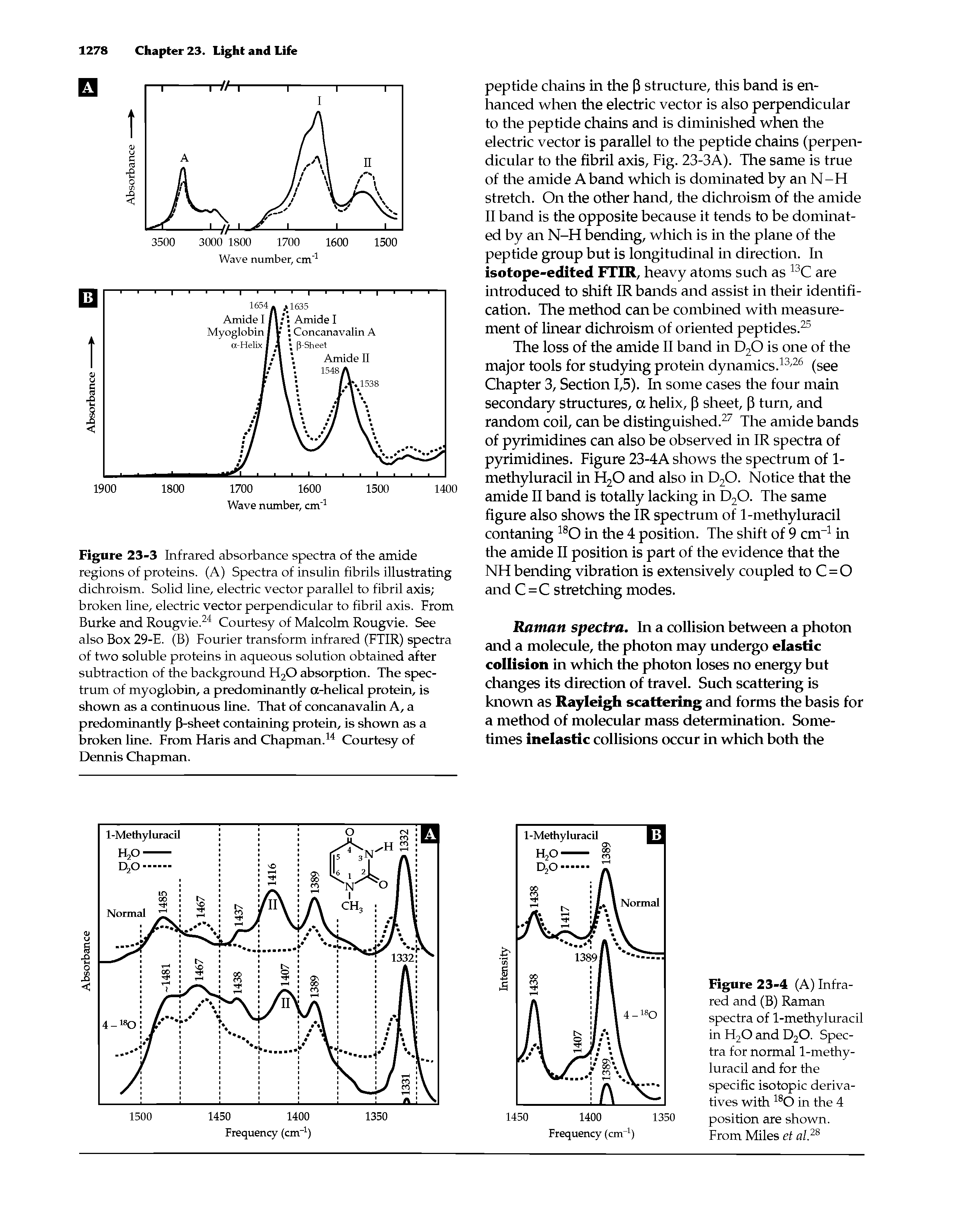 Figure 23-3 Infrared absorbance spectra of the amide regions of proteins. (A) Spectra of insulin fibrils illustrating dichroism. Solid line, electric vector parallel to fibril axis broken line, electric vector perpendicular to fibril axis. From Burke and Rougvie.24 Courtesy of Malcolm Rougvie. See also Box 29-E. (B) Fourier transform infrared (FTIR) spectra of two soluble proteins in aqueous solution obtained after subtraction of the background H20 absorption. The spectrum of myoglobin, a predominantly a-helical protein, is shown as a continuous line. That of concanavalin A, a predominantly (3-sheet containing protein, is shown as a broken line. From Haris and Chapman.14 Courtesy of Dennis Chapman.