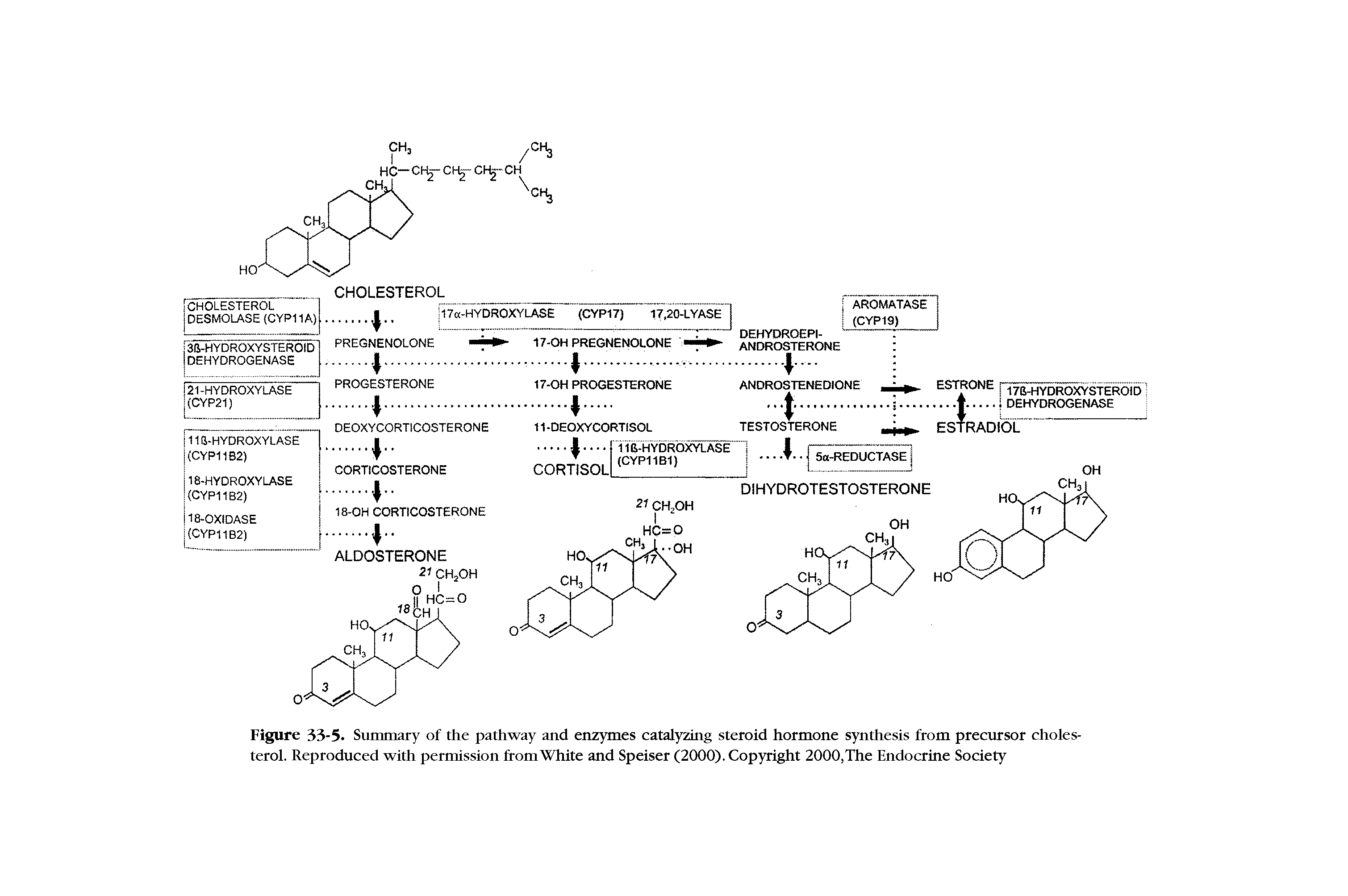Figure 33-5. Summary of the pathway and enzymes catalyzing steroid hormone synthesis from precursor cholesterol. Reproduced with permission from White and Speiser (2000). Copyright 2000,The Endocrine Society...