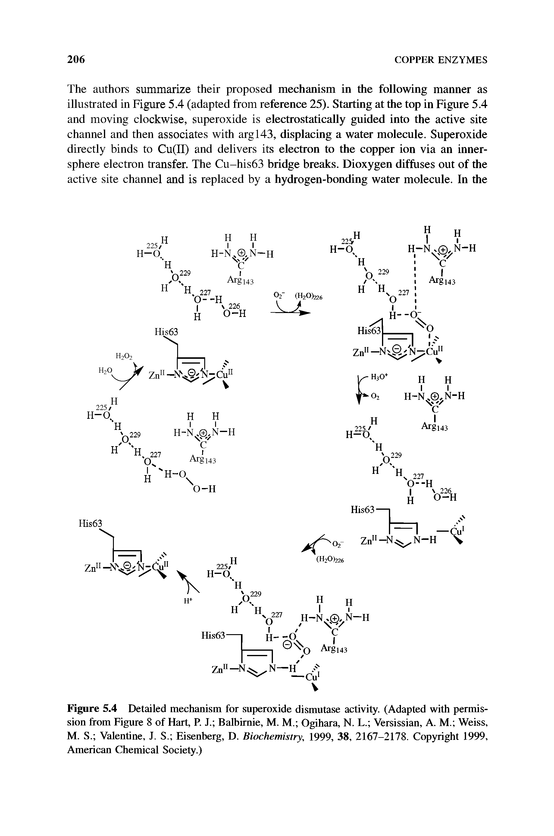 Figure 5.4 Detailed mechanism for superoxide dismutase activity. (Adapted with permission from Figure 8 of Hart, P. J. Balbimie, M. M. Ogihara, N. L. Versissian, A. M. Weiss, M. S. Valentine, J. S. Eisenberg, D. Biochemistry, 1999, 38, 2167-2178. Copyright 1999, American Chemical Society.)...