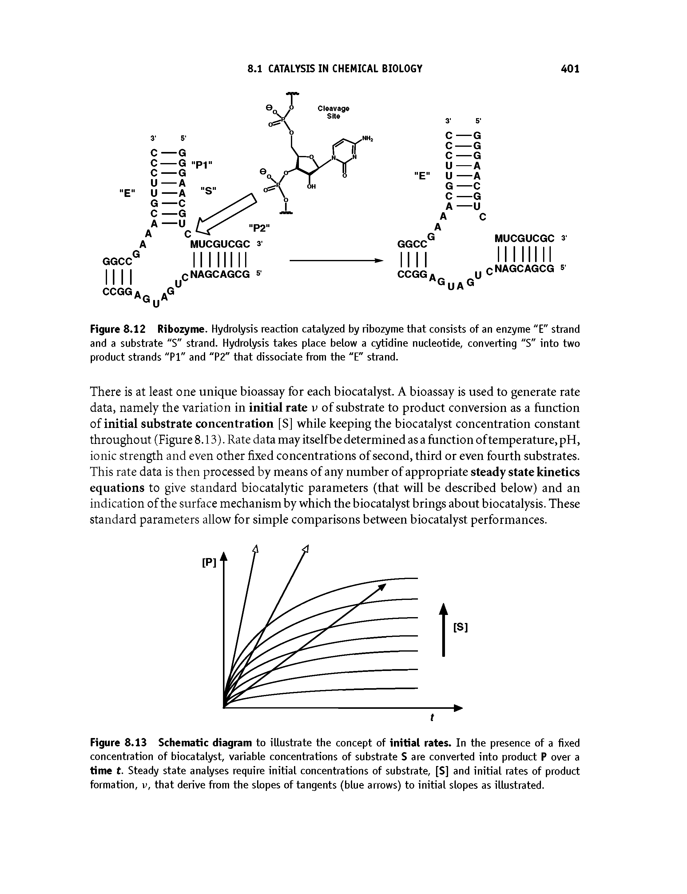 Figure 8.13 Schematic diagram to illustrate the concept of initial rates. In the presence of a fixed concentration of biocatalyst, variable concentrations of substrate S are converted into product P over a time t. Steady state analyses require initial concentrations of substrate, [S] and initial rates of product formation, v, that derive from the slopes of tangents (blue arrows) to initial slopes as illustrated.