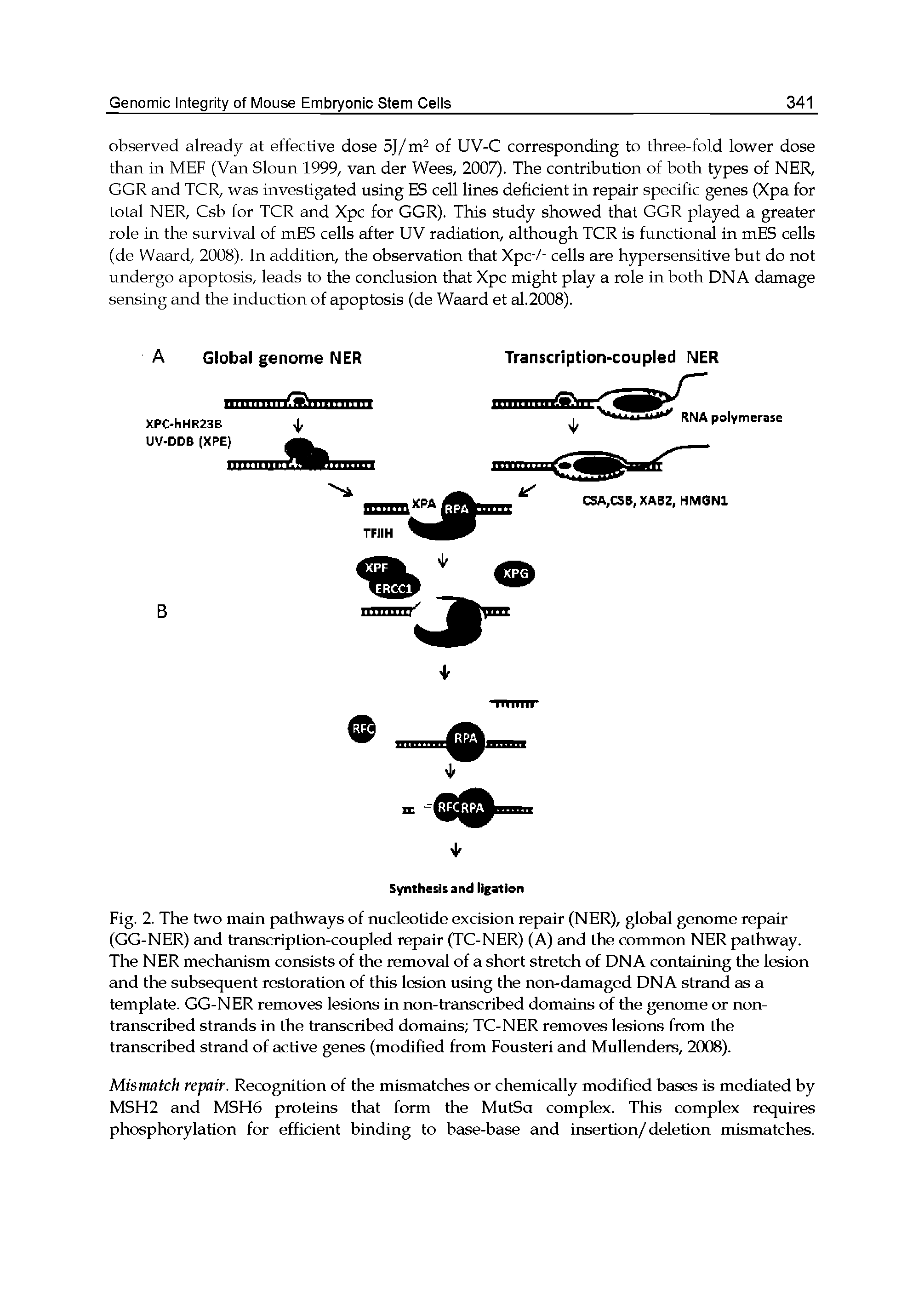 Fig. 2. The two main pathways of nucleotide excision repair (NER), global genome repair (GG-NER) and transcription-coupled repair (TC-NER) (A) and the common NER pathway. The NER mechanism consists of the removal of a short stretch of DNA containing the lesion and the subsequent restoration of this lesion using the non-damaged DNA strand as a template. GG-NER removes lesions in non-transcribed domains of the genome or non-transcribed strands in the transcribed domains TC-NER removes lesions from the transcribed strand of active genes (modified from Fousteri and Mullenders, 2008).