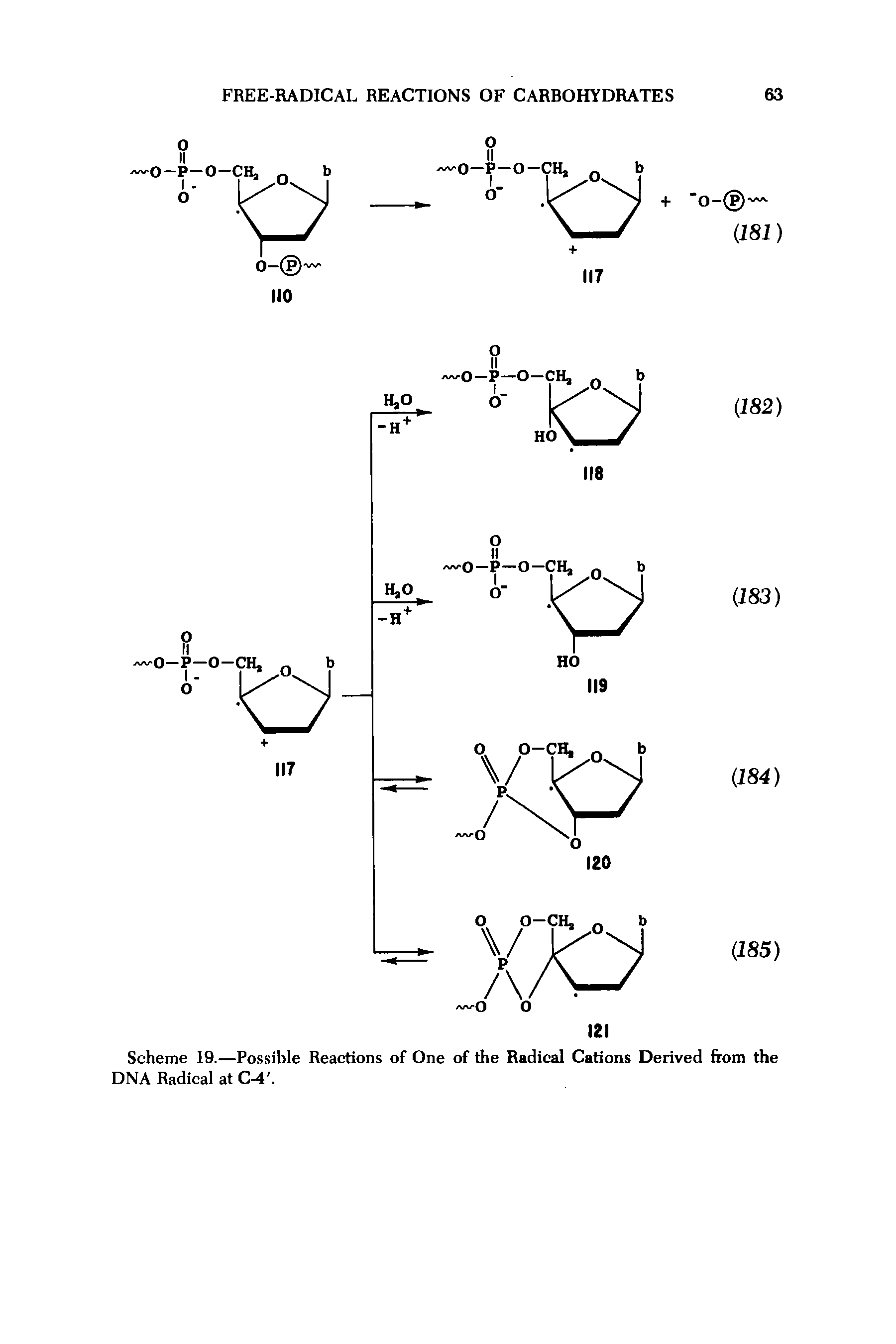 Scheme 19.—Possible Reactions of One of the Radical Cations Derived from the DNA Radical at C-4. ...