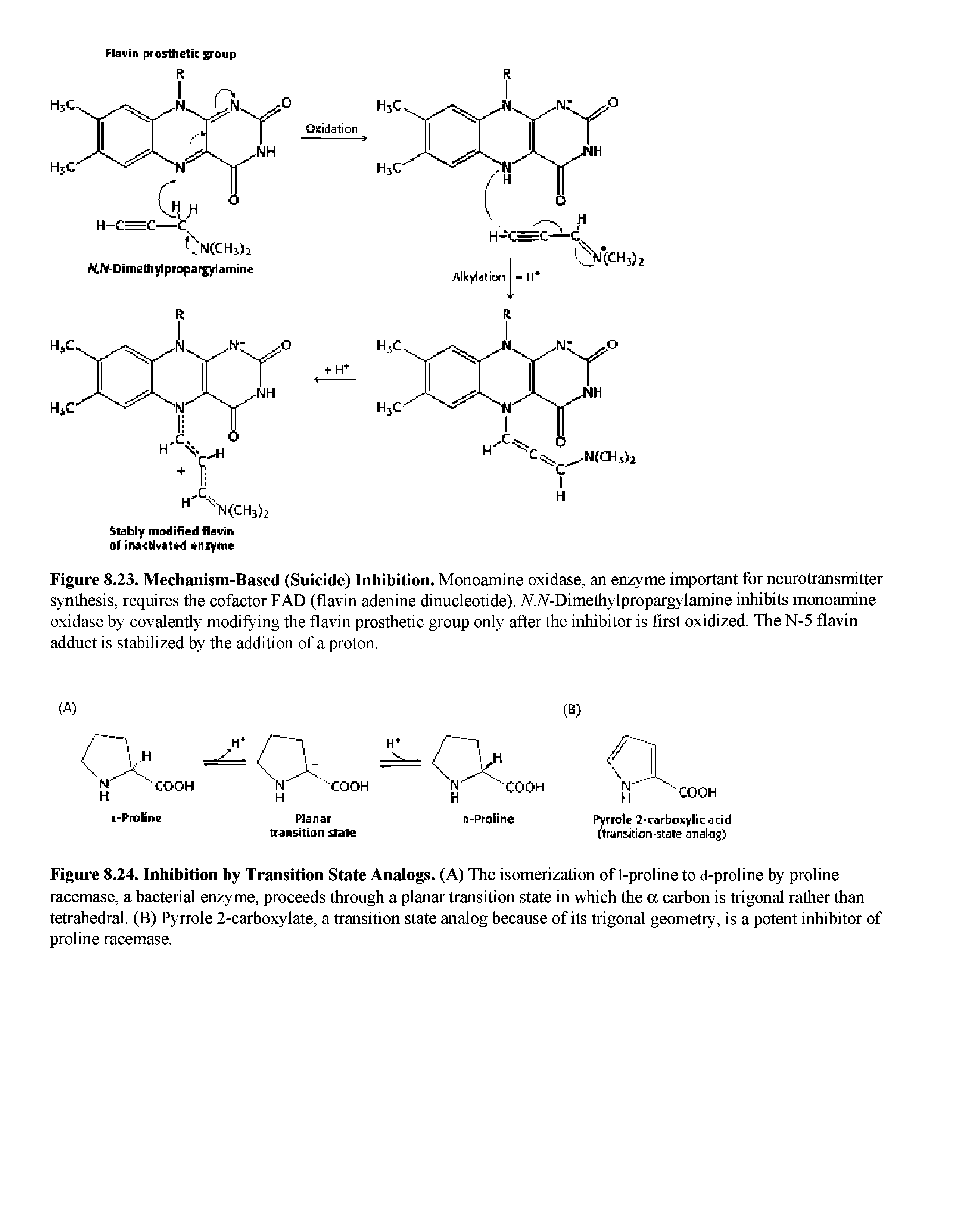 Figure 8.24. Inhibition by Transition State Analogs. (A) The isomerization of 1-proline to d-proline by proline racemase, a bacterial enzyme, proceeds through a planar transition state in which the a carbon is trigonal rather than tetrahedral. (B) Pyrrole 2-carboxylate, a transition state analog because of its trigonal geometry, is a potent inhibitor of proline racemase.