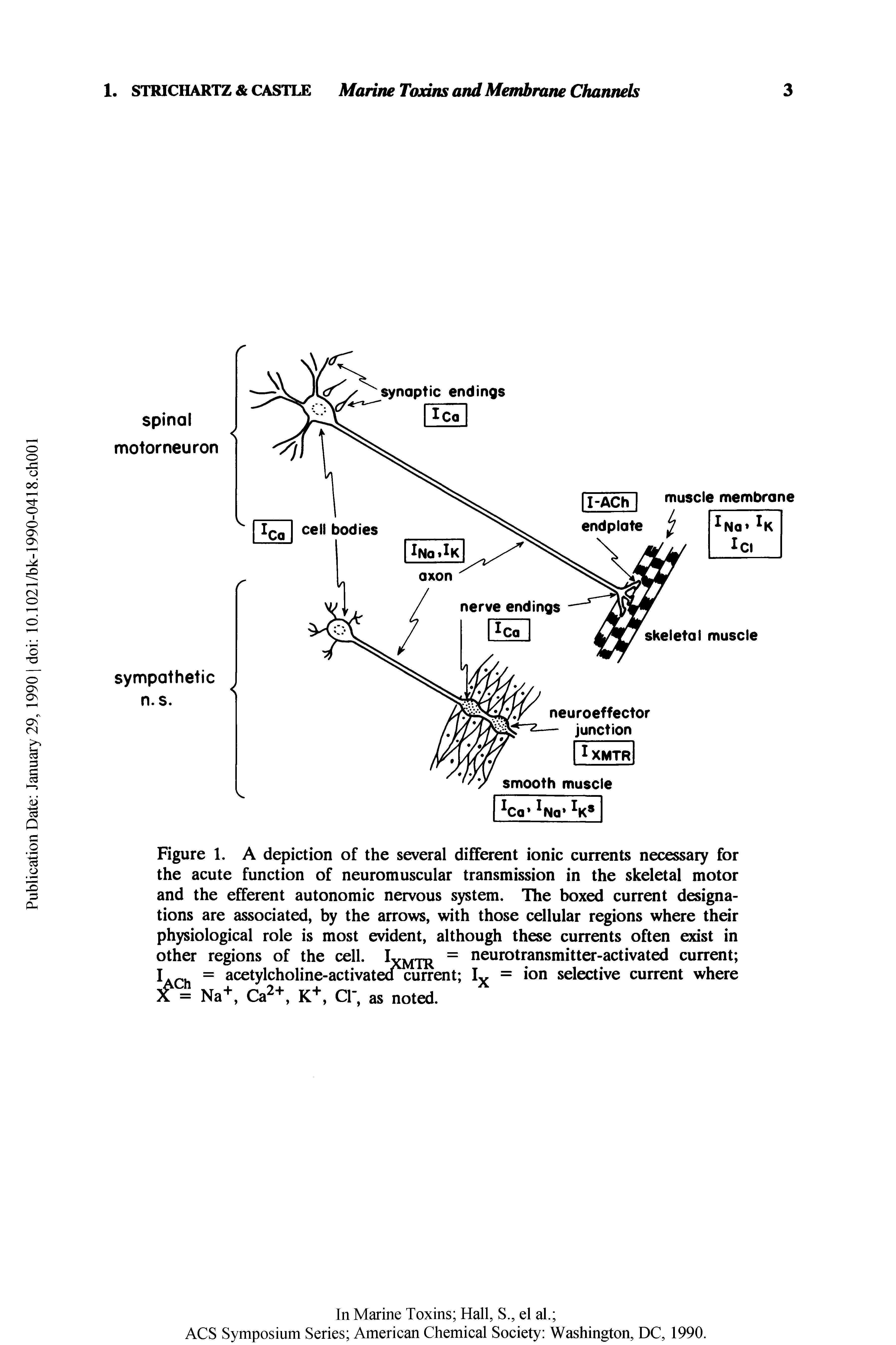 Figure 1. A depiction of the several different ionic currents necessary for the acute function of neuromuscular transmission in the skeletal motor and the efferent autonomic nervous system. The boxed current designations are associated, by the arrows, with those cellular regions where their physiological role is most evident, although these currents often exist in other regions of the cell. = neurotransmitter-activated current ...
