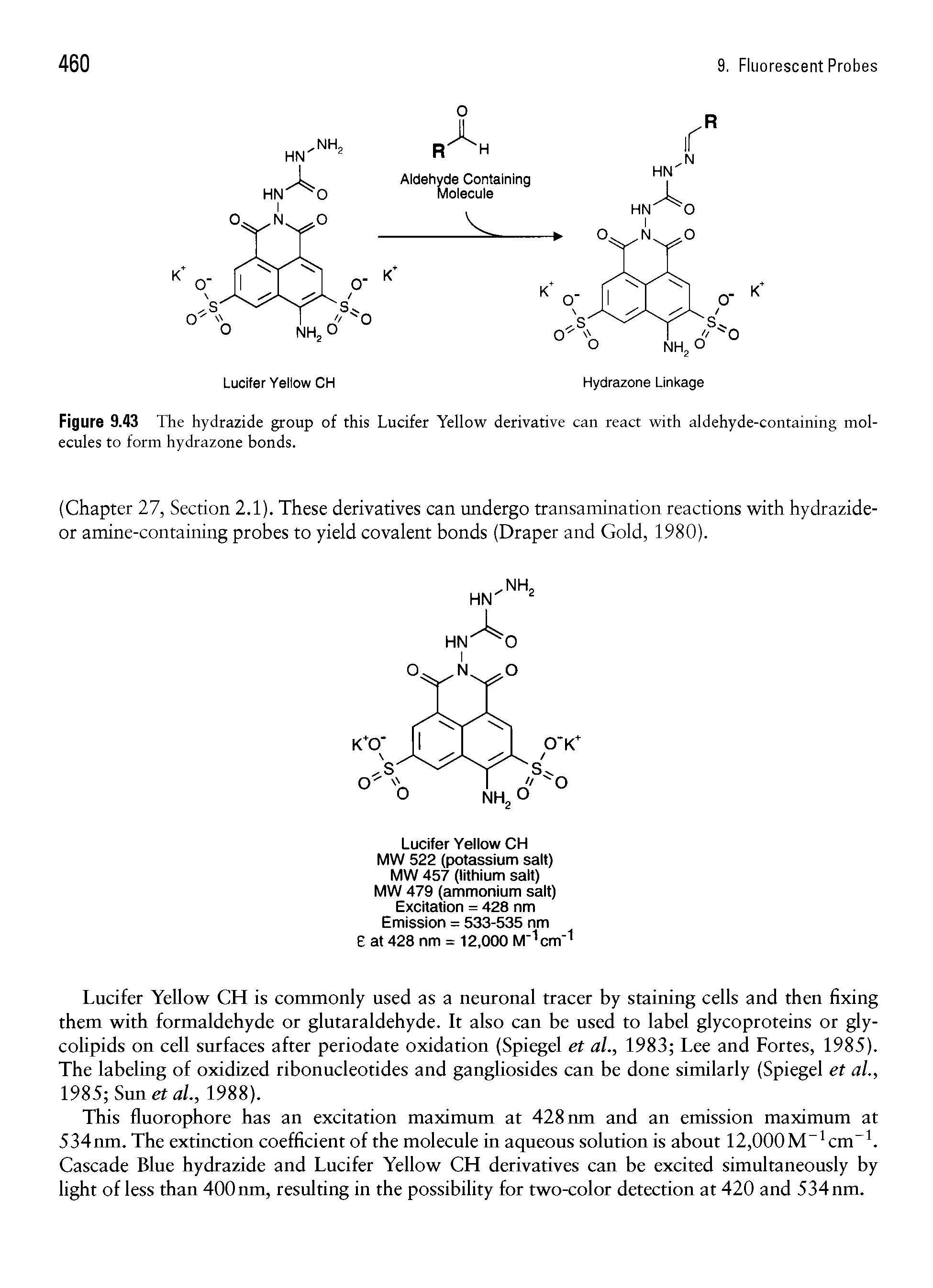Figure 9.43 The hydrazide group of this Lucifer Yellow derivative can react with aldehyde-containing molecules to form hydrazone bonds.
