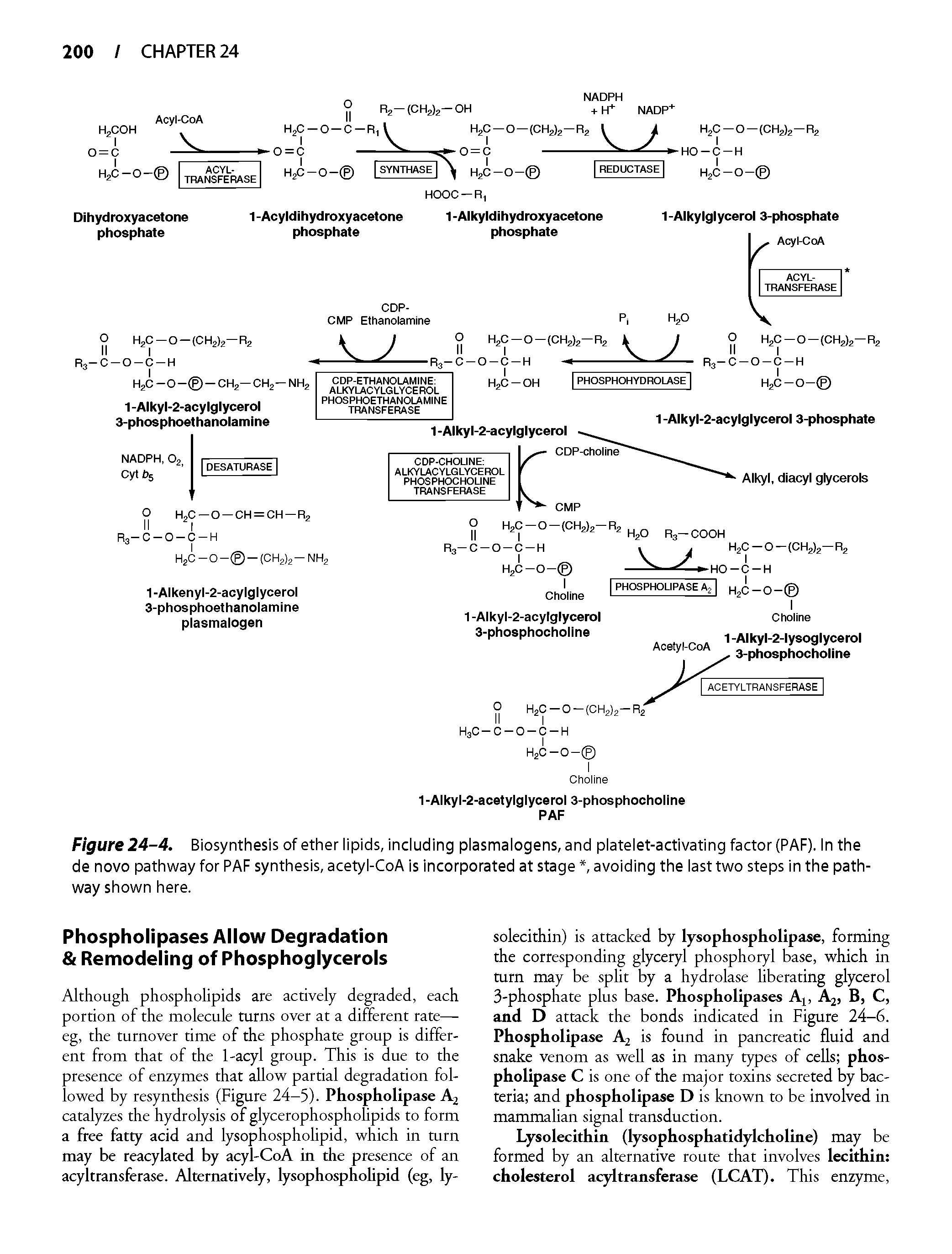 Figure 24-4. Biosynthesis of ether lipids, including plasmalogens, and platelet-activating factor (PAF). In the de novo pathway for PAF synthesis, acetyl-CoA is incorporated at stage, avoiding the last two steps in the pathway shown here.