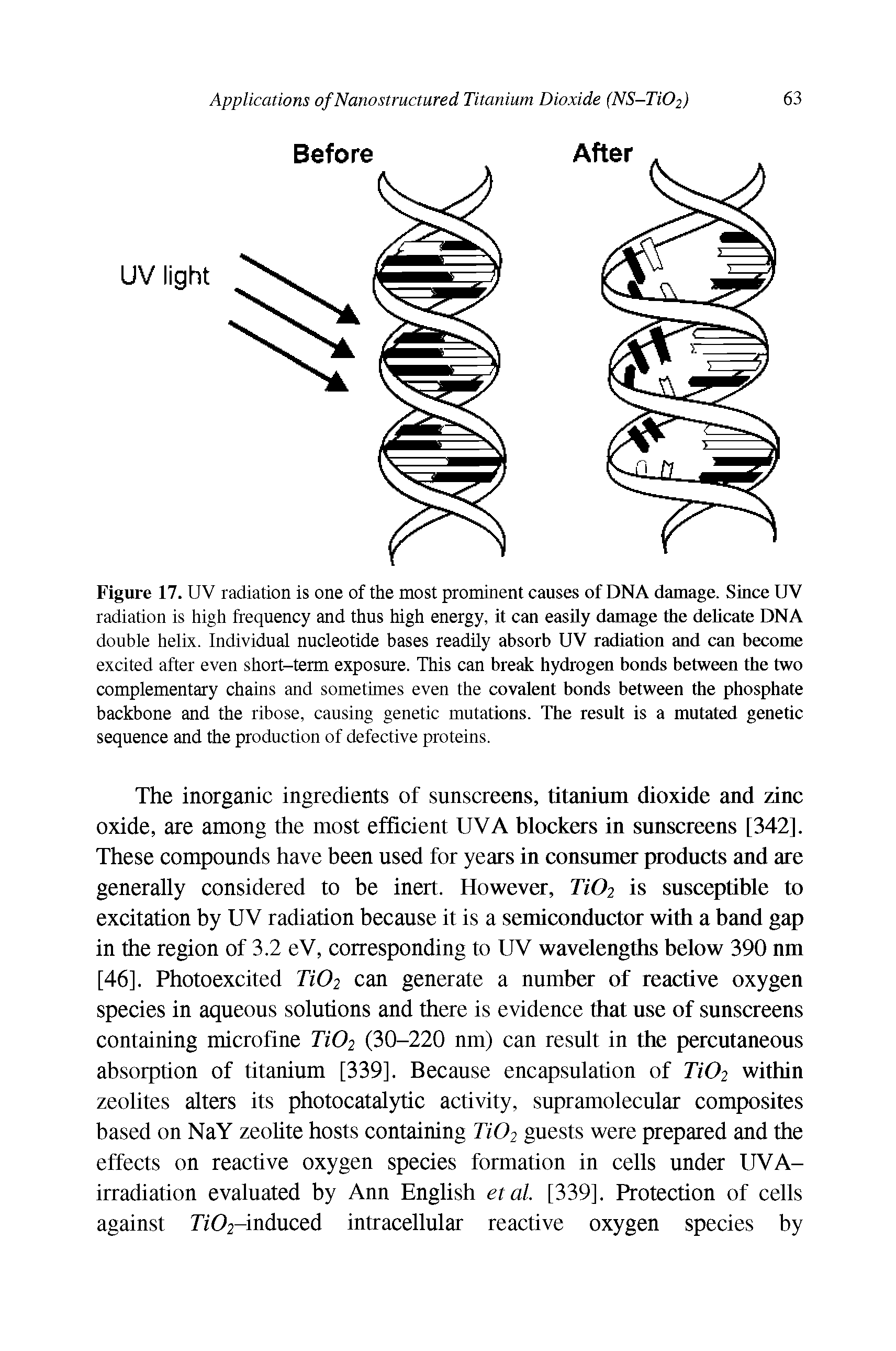 Figure 17. UV radiation is one of the most prominent causes of DNA damage. Since UV radiation is high frequency and thus high energy, it can easUy damage the delicate DNA double helix. Individual nucleotide bases readily absorb UV radiation and can become excited after even short-term exposure. This can break hydrogen bonds between the two complementary chains and sometimes even the covalent bonds between the phosphate backbone and the ribose, causing genetic mutations. The result is a mutated genetic sequence and the production of defective proteins.