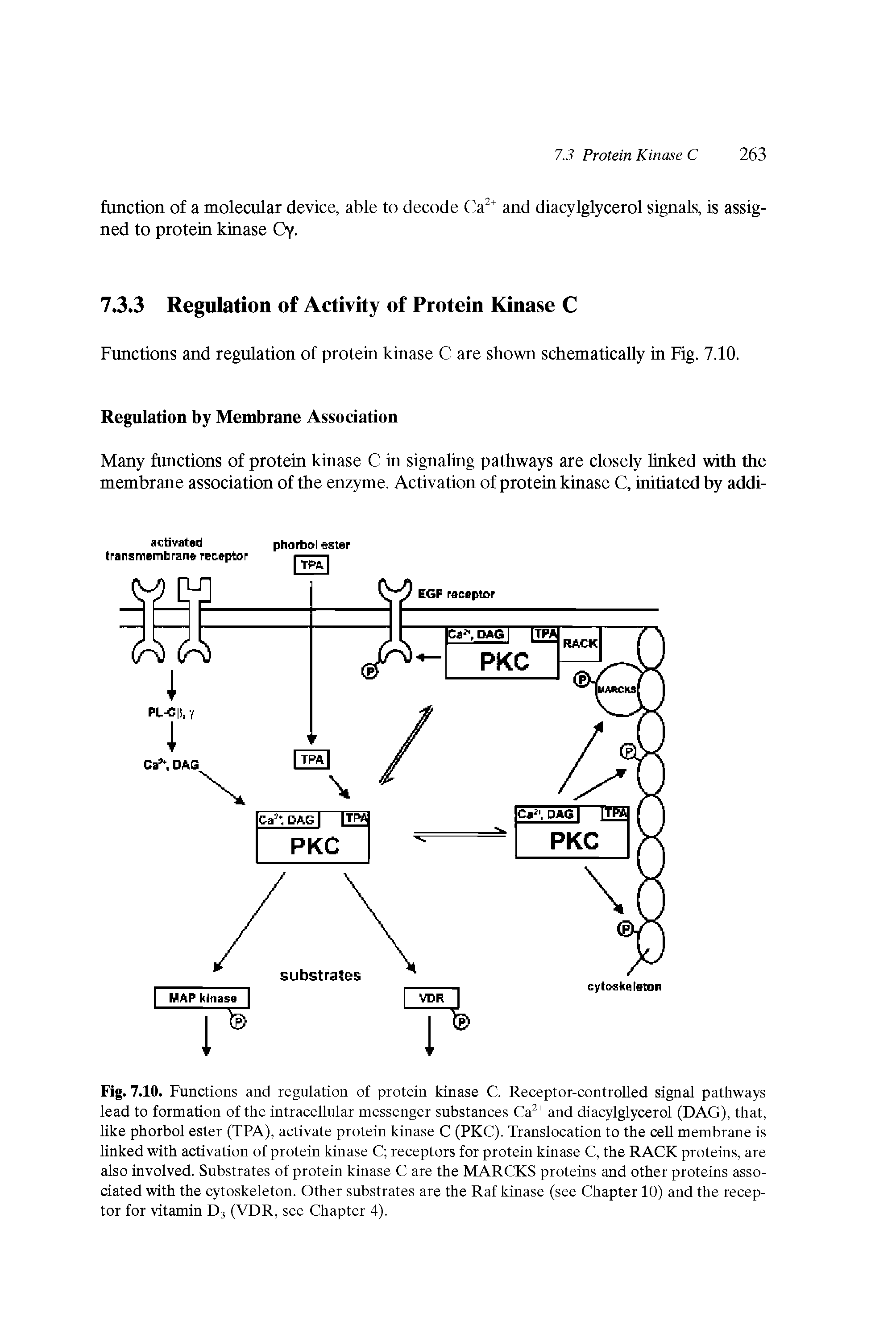 Fig. 7.10. Functions and regulation of protein kinase C. Receptor-controlled signal pathways lead to formation of the intracellular messenger substances and diacylglycerol (DAG), that, like phorbol ester (TPA), activate protein kinase C (PKC). Translocation to the cell membrane is linked with activation of protein kinase C receptors for protein kinase C, the RACK proteins, are also involved. Substrates of protein kinase C are the MARCKS proteins and other proteins associated with the cytoskeleton. Other substrates are the Raf kinase (see Chapter 10) and the receptor for vitamin D3 (VDR, see Chapter 4).