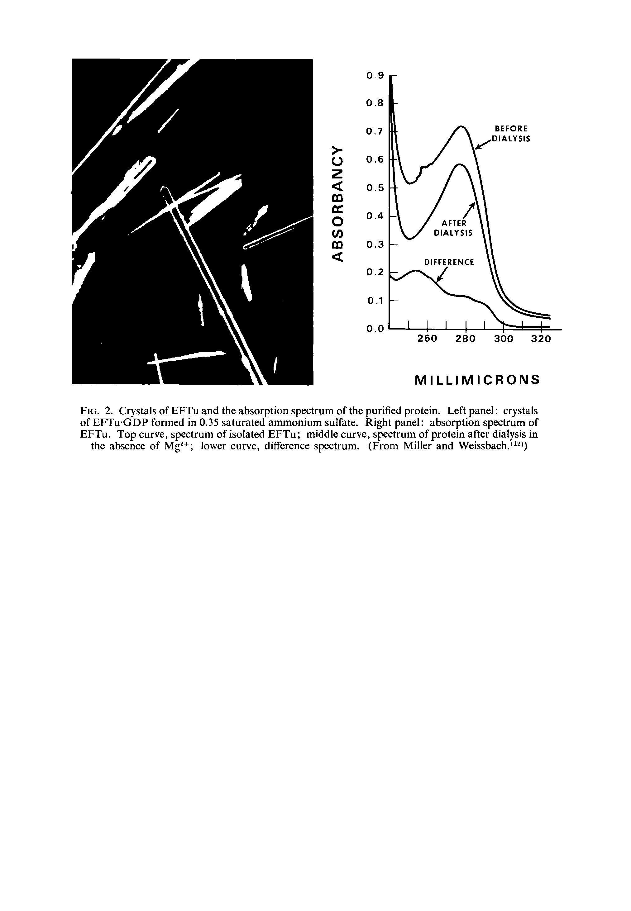Fig. 2. Crystals of EFTu and the absorption spectrum of the purified protein. Left panel crystals of EFTu GDP formed in 0.35 saturated ammonium sulfate. Right panel absorption spectrum of EFTu. Top curve, spectrum of isolated EFTu middle curve, spectrum of protein after dialysis in the absence of Mg + lower curve, difference spectrum. (From Miller and Weissbach. )...