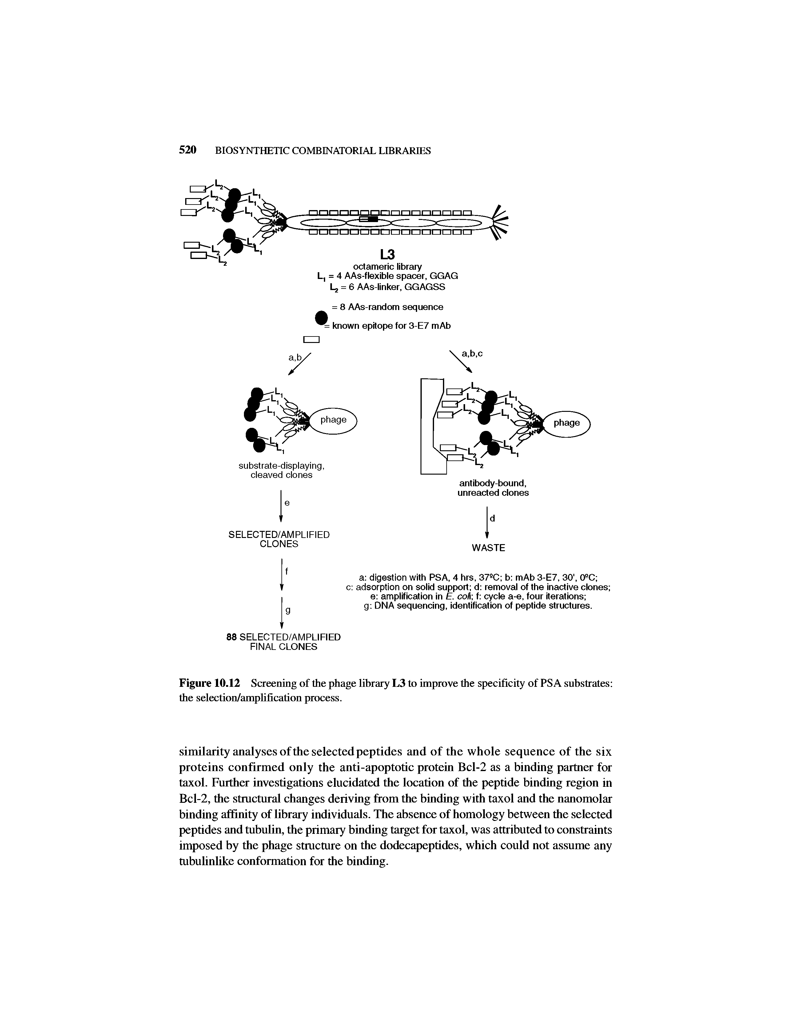 Figure 10.12 Screening of the phage lihrary L3 to improve the specificity of PSA suhstrates the selection/amphfication process.