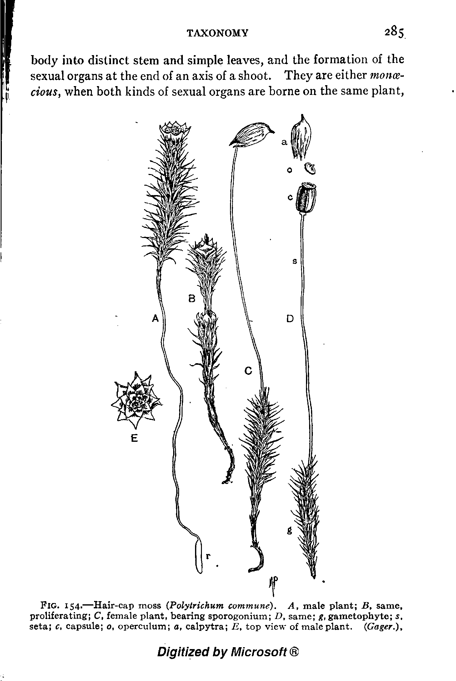 Fig. 154.—Hair-cap moss (Polylrichum commune). A, male plant B, same, proliferating C, female plant, bearing sporogonium D, same g, gametophyte s, seta c, capsule 0, operculum a, calpytra E, top view of male plant. (Gager.),...