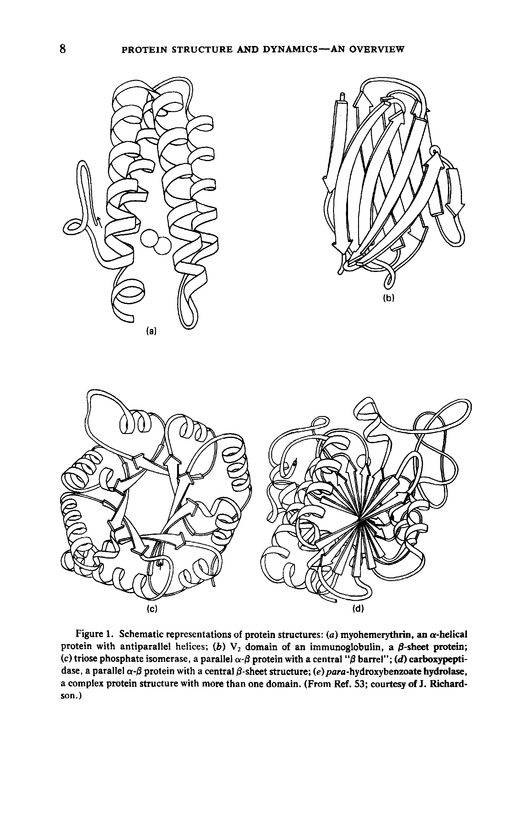 Figure 1. Schematic representations of protein structures (a) myohemerythrin, an a-helical protein with antiparallel helices ( >) V2 domain of an immunoglobulin, a (3-sheet protein (c) triose phosphate isomerase, a parallel a-ff protein with a central (3 barrel (d) carboxypepti-dase, a parallel a- 3 protein with a central ( -sheet structure (e)para-hydroxybenzoate hydrolase, a complex protein structure with more than one domain. (From Ref. S3 courtesy of J. Richardson.)...