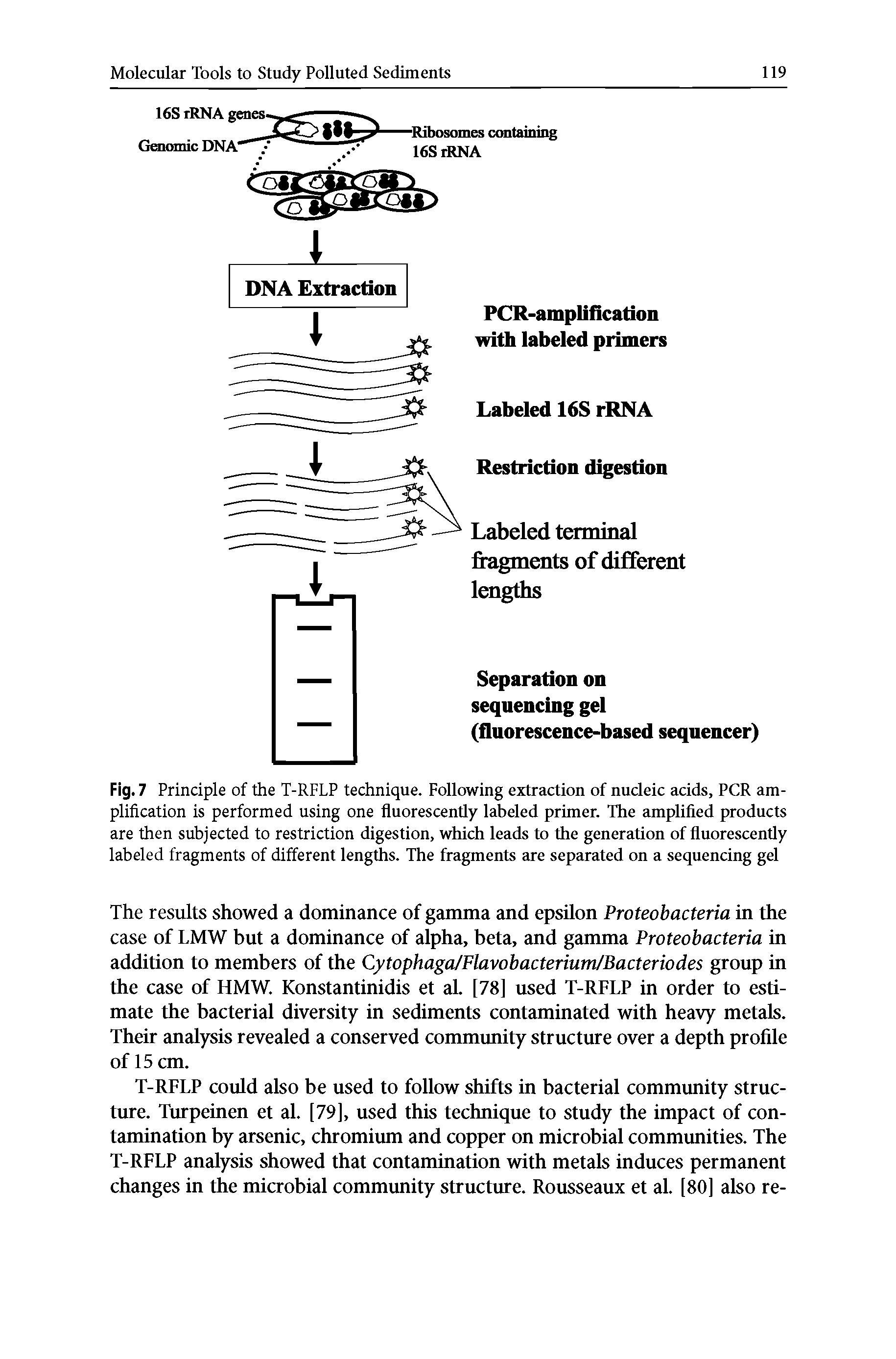 Fig. 7 Principle of the T-RFLP technique. Following extraction of nucleic acids, PGR amplification is performed using one fluorescently labeled primer. The amplified products are then subjected to restriction digestion, which leads to the generation of fluorescently labeled fragments of different lengths. The fragments are separated on a sequencing gel...