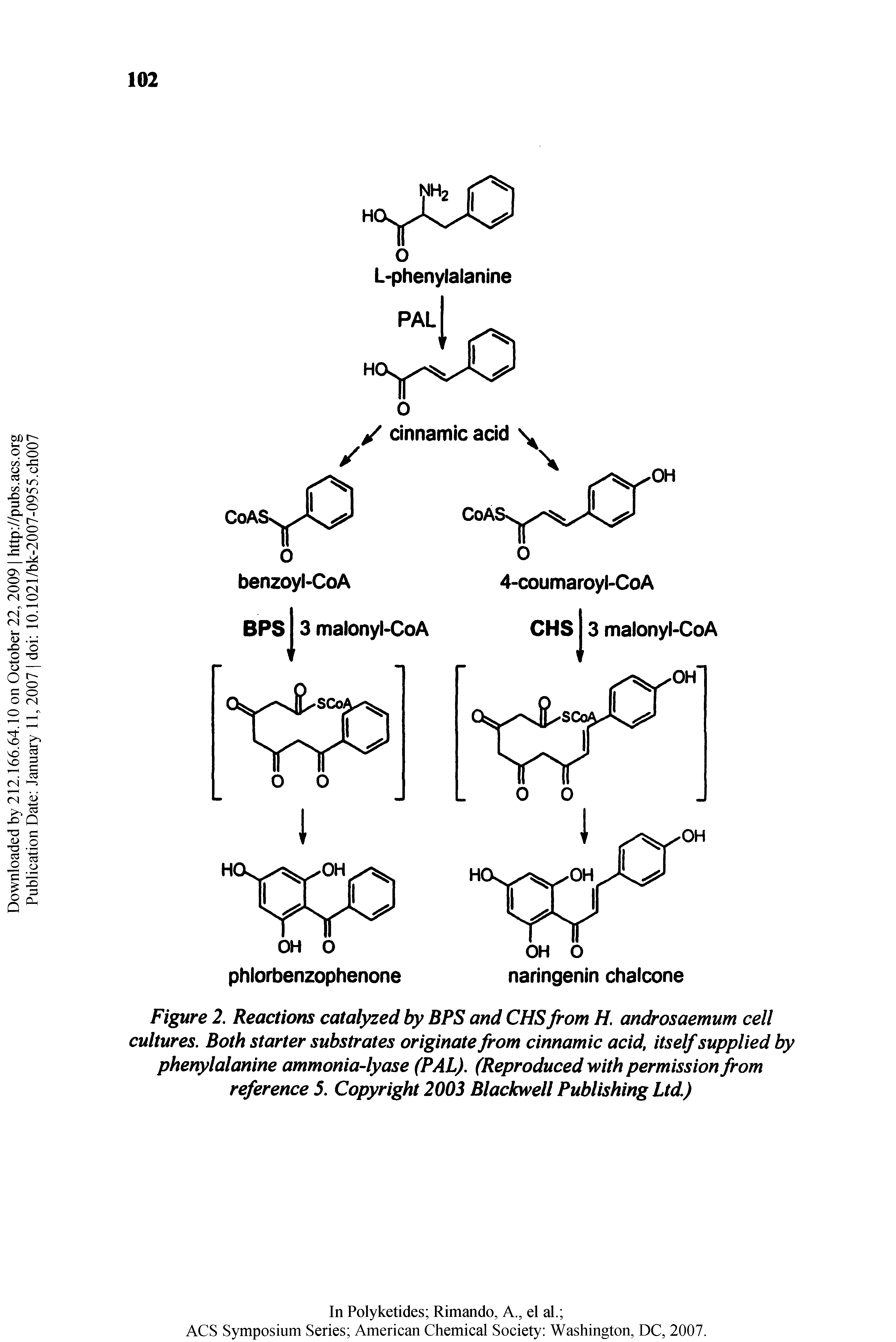 Figure 2. Reactions catalyzed by BPS and CHS from H. androsaemum cell cultures. Both starter substrates originate from cinnamic acid, itself supplied by phenylalanine ammonia-lyase (PAL). (Reproduced with permission from reference 5. Copyright 2003 Blackwell Publishing Ltd.)...