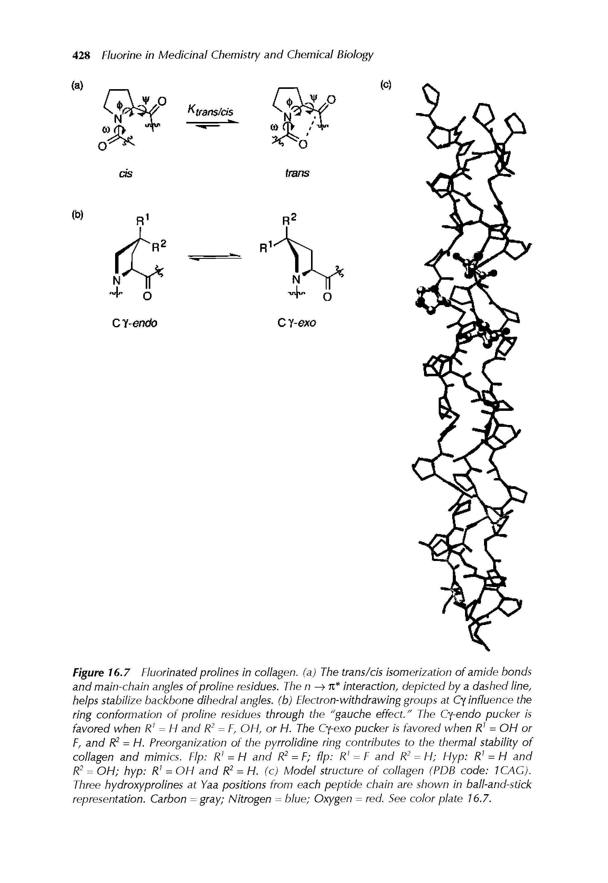 Figure 16.7 Fluorinated prolines in collagen, (a) The trans/cis isomerization of amide bonds and main-chain angles of proline residues. The n —> interaction, depicted by a dashed line,...