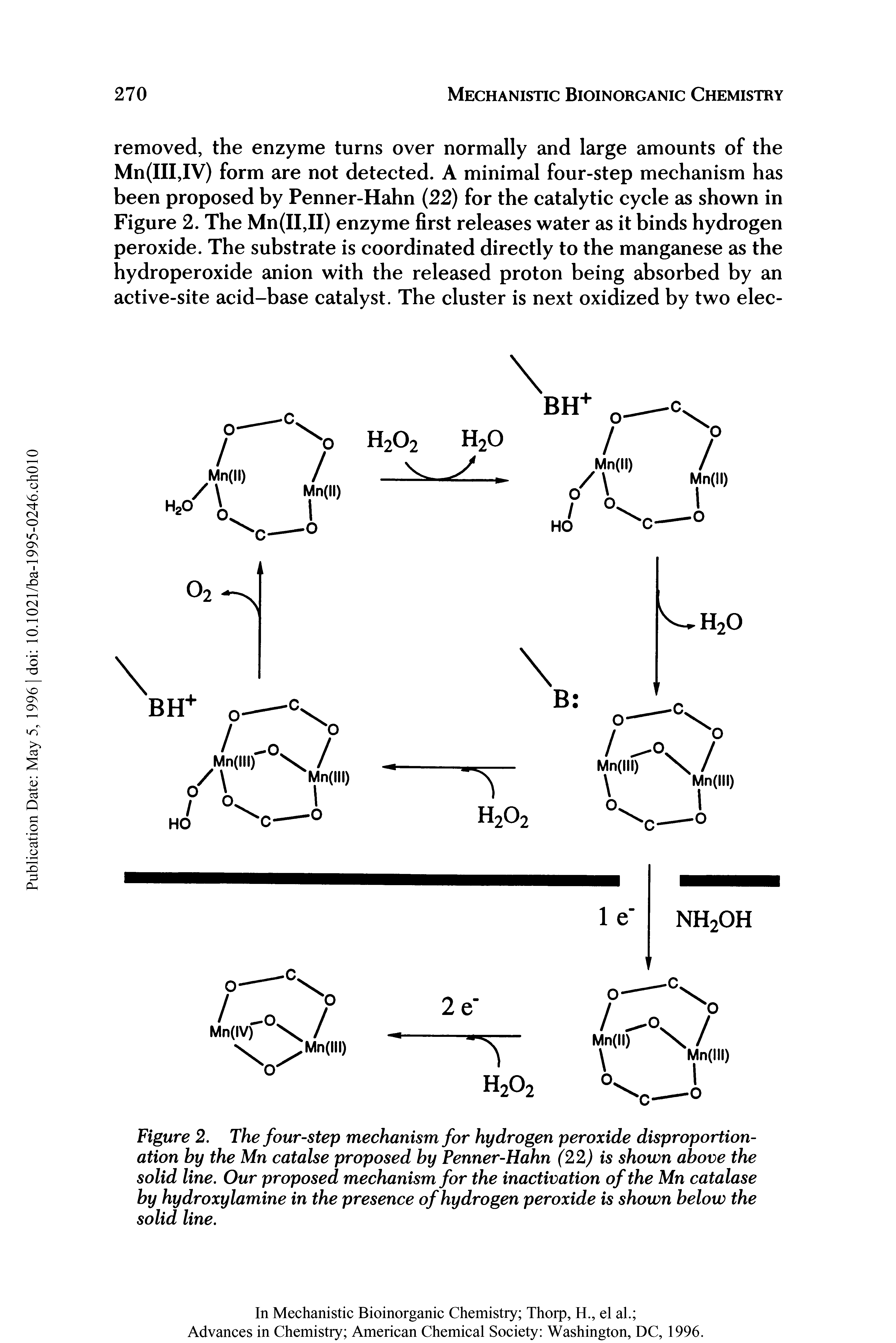 Figure 2. The four-step mechanism for hydrogen peroxide disproportionation by the Mn catalse proposed by Penner-Hahn (22) is shown above the solid line. Our proposed mechanism for the inactivation of the Mn catalase by hydroxylamine in the presence of hydrogen peroxide is shown below the solid line.