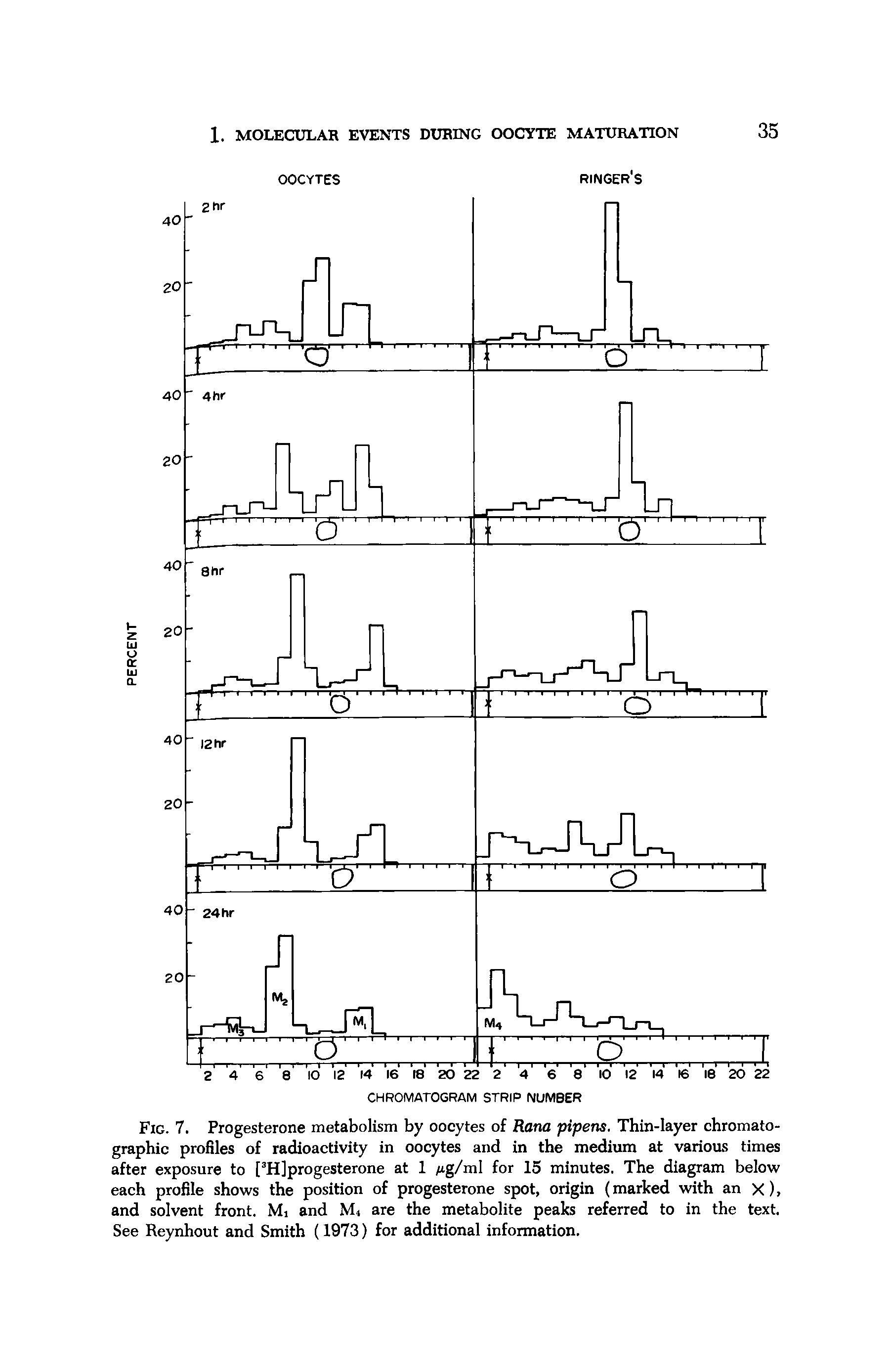 Fig. 7. Progesterone metabolism by oocytes of Rana pipens. Thin-layer chromatographic profiles of radioactivity in oocytes and in the medium at various times after exposure to [ H]progesterone at 1 Ag/ml for 15 minutes. The diagram below each profile shows the position of progesterone spot, origin (marked with an X), and solvent front. Mi and M are the metabolite peaks referred to in the text. See Reynhout and Smith (1973) for additional information.